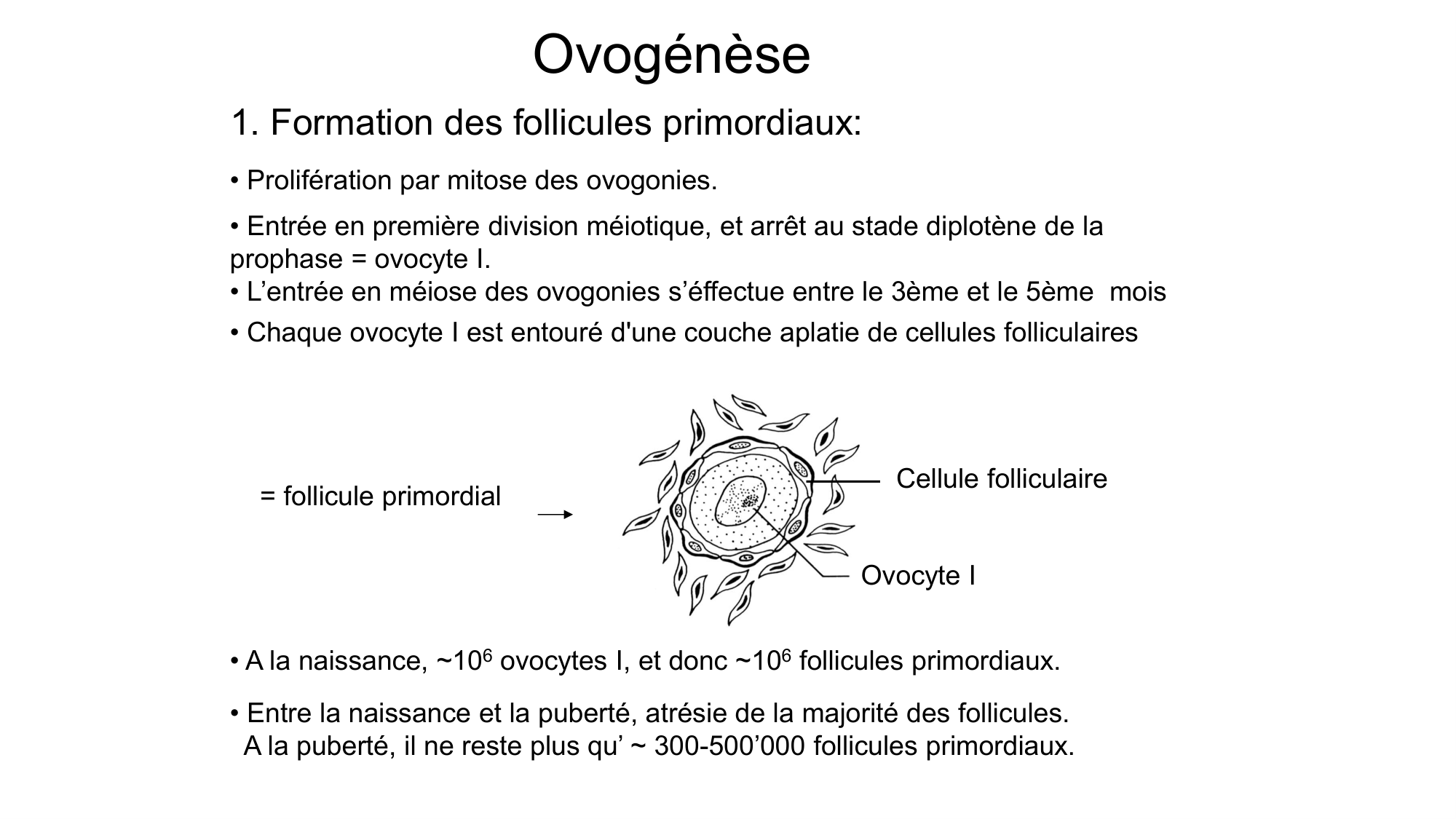 Gamétogenèse page 46