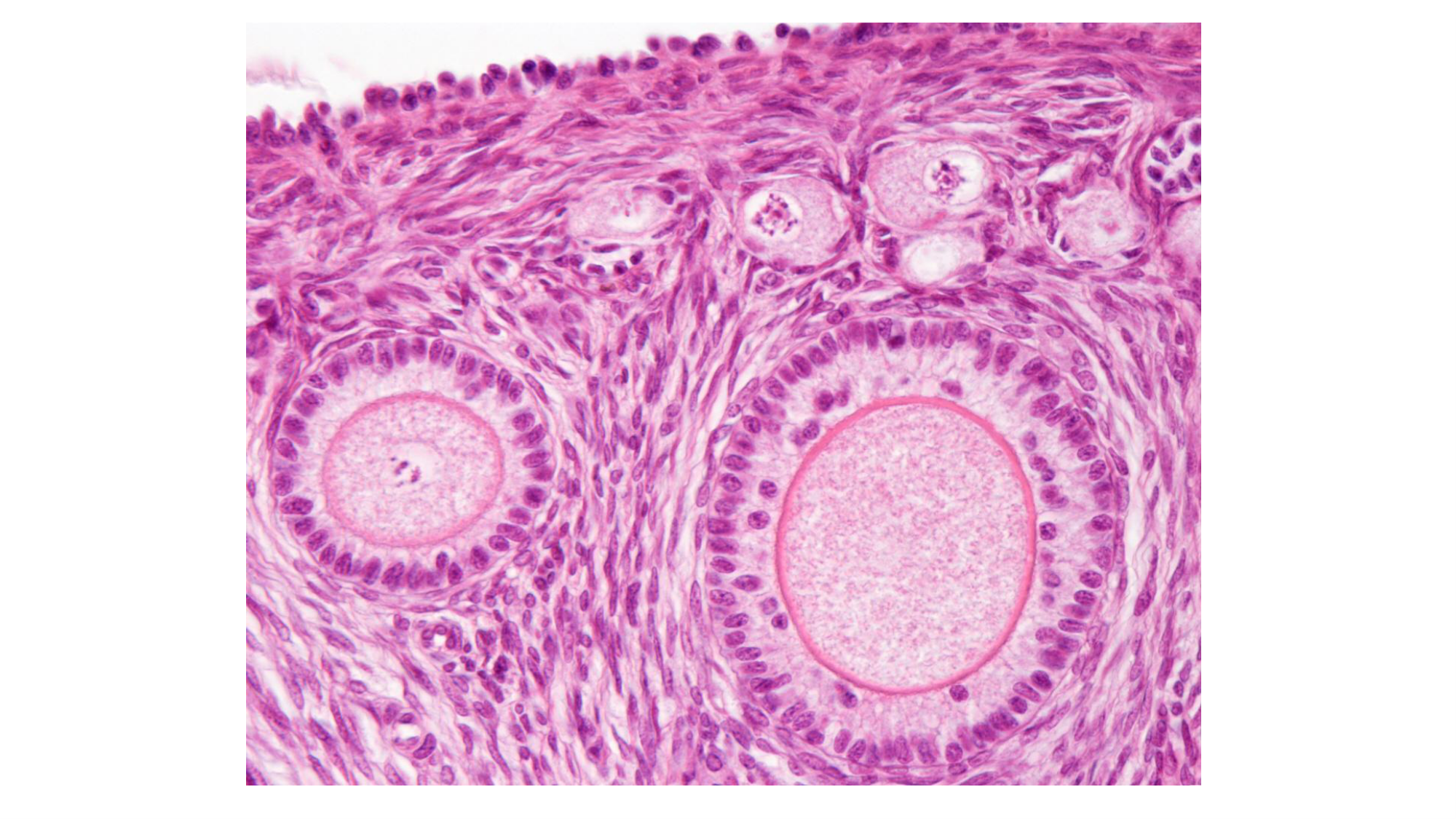 Gamétogenèse page 49