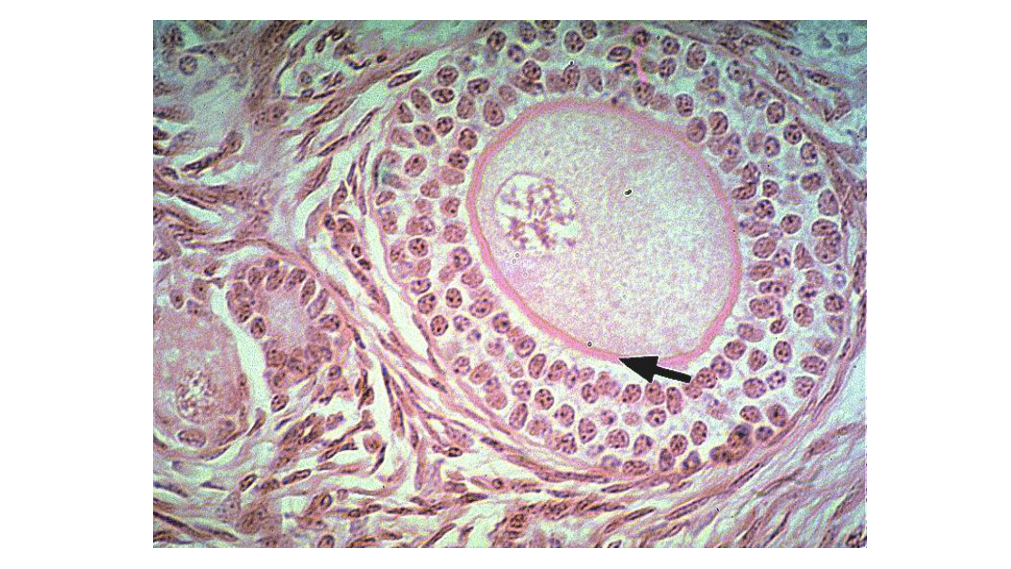 Gamétogenèse page 50