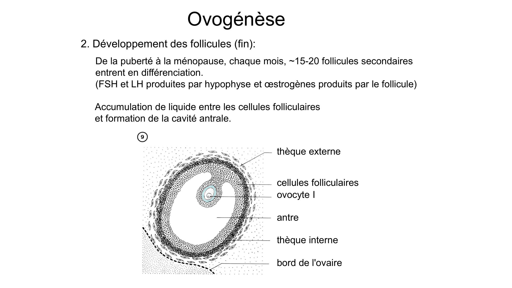 Gamétogenèse page 51
