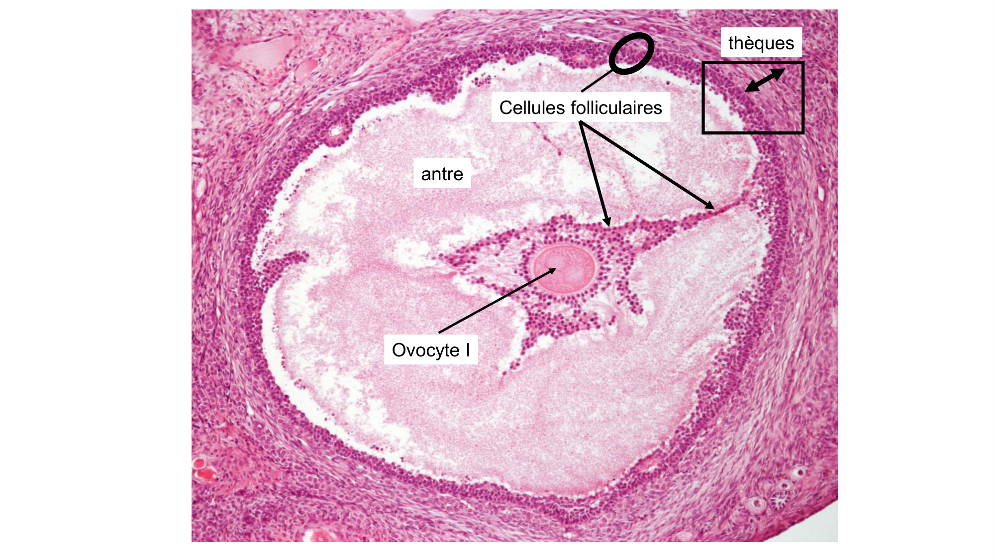 Gamétogenèse page 53