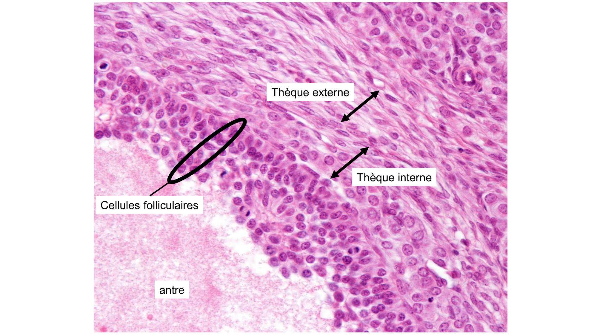 Gamétogenèse page 54