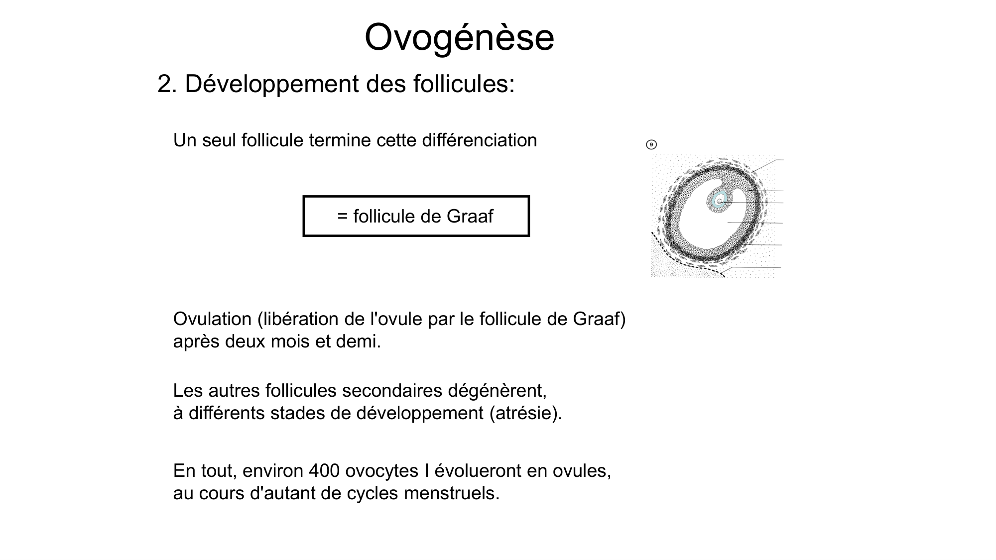 Gamétogenèse page 55