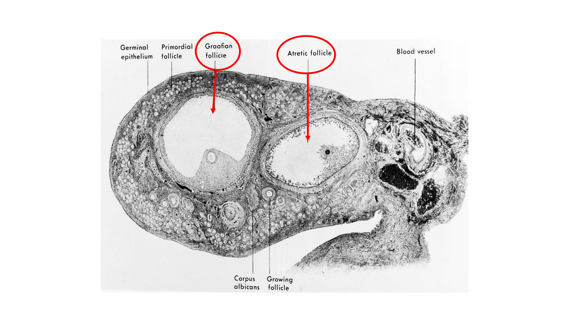Gamétogenèse page 56
