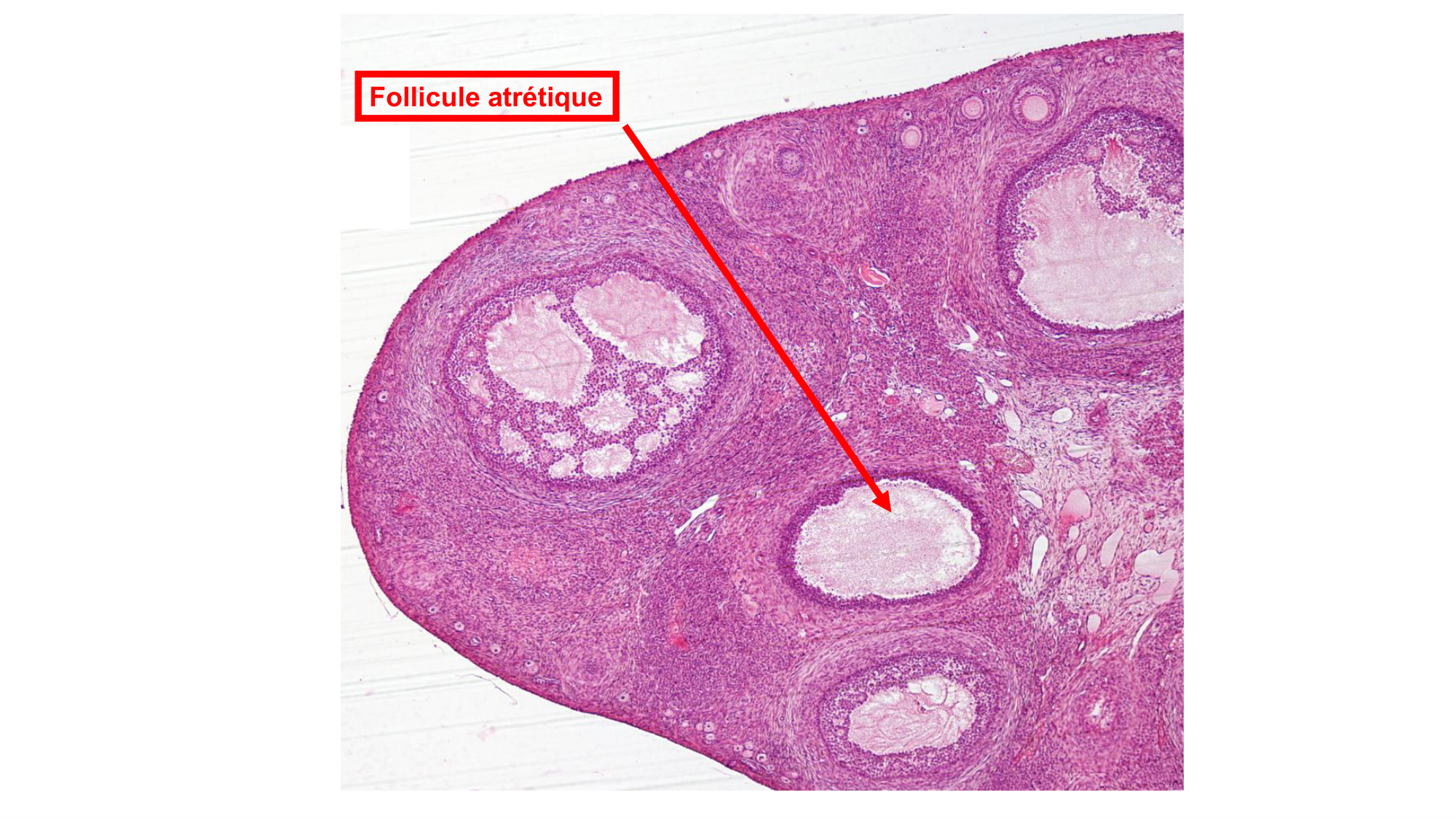 Gamétogenèse page 57