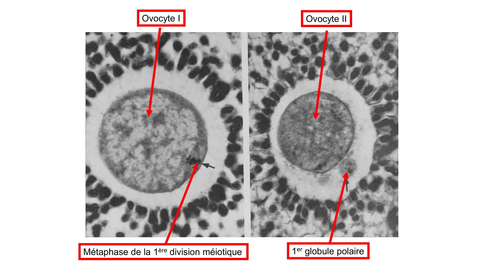 Gamétogenèse page 59