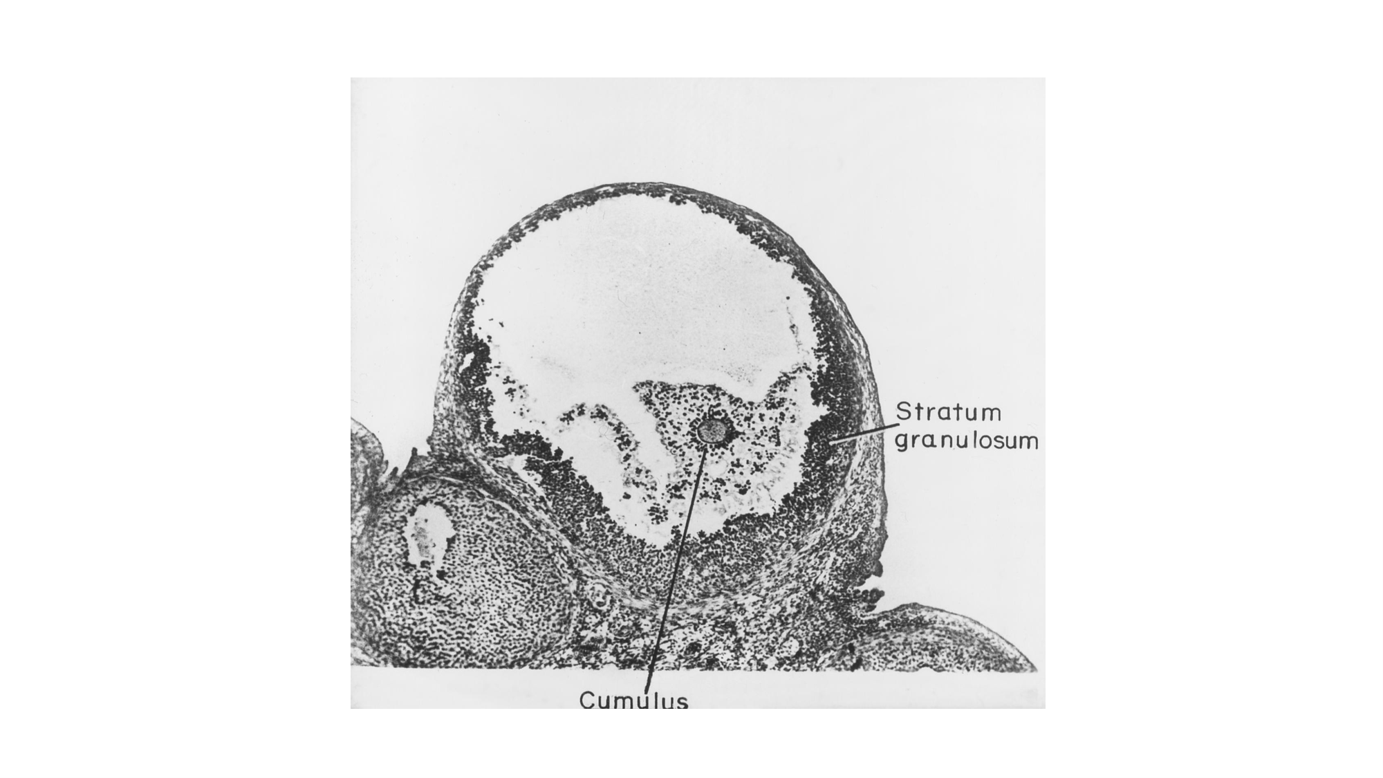 Gamétogenèse page 61