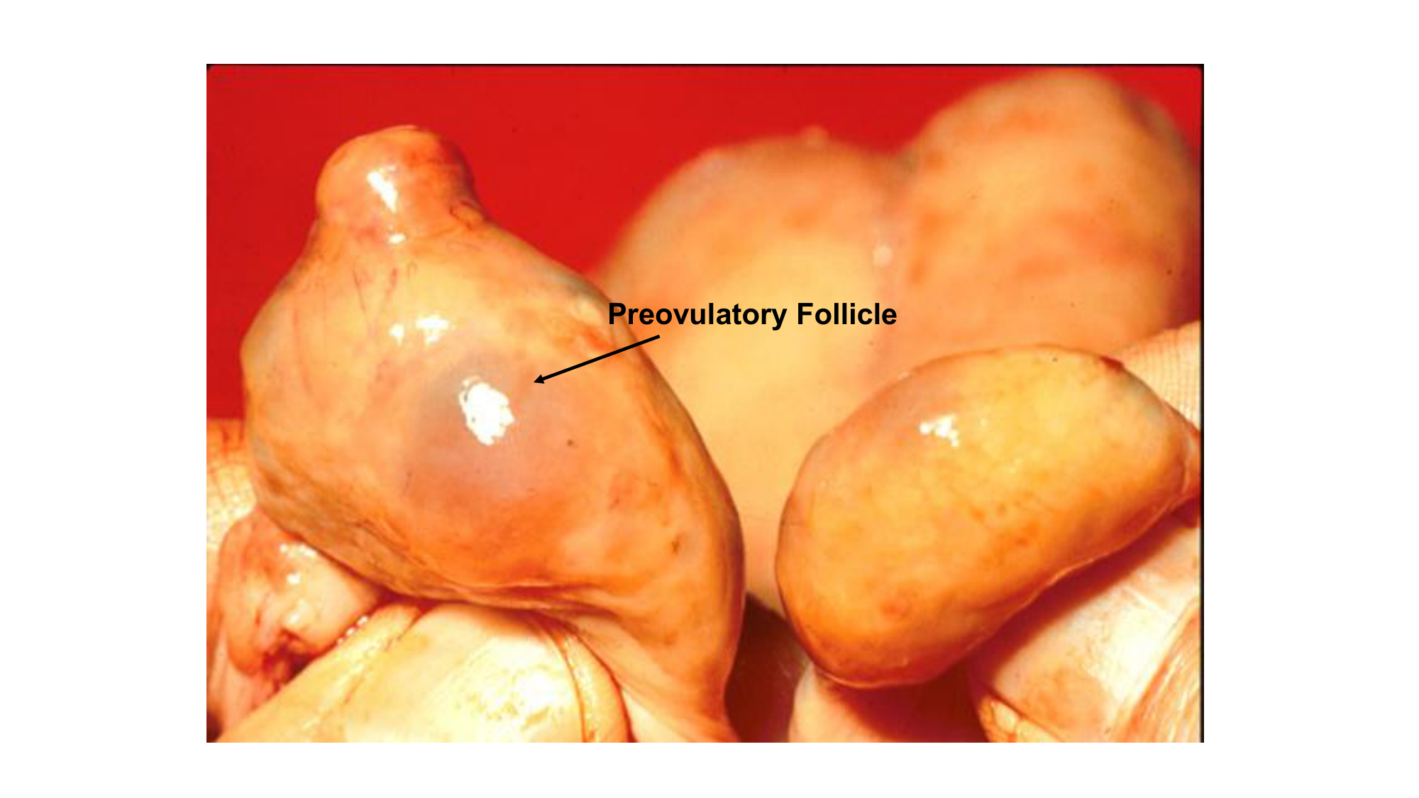 Gamétogenèse page 62