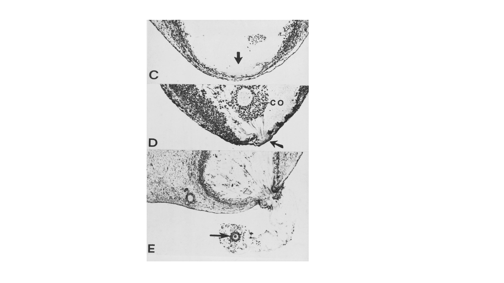 Gamétogenèse page 63