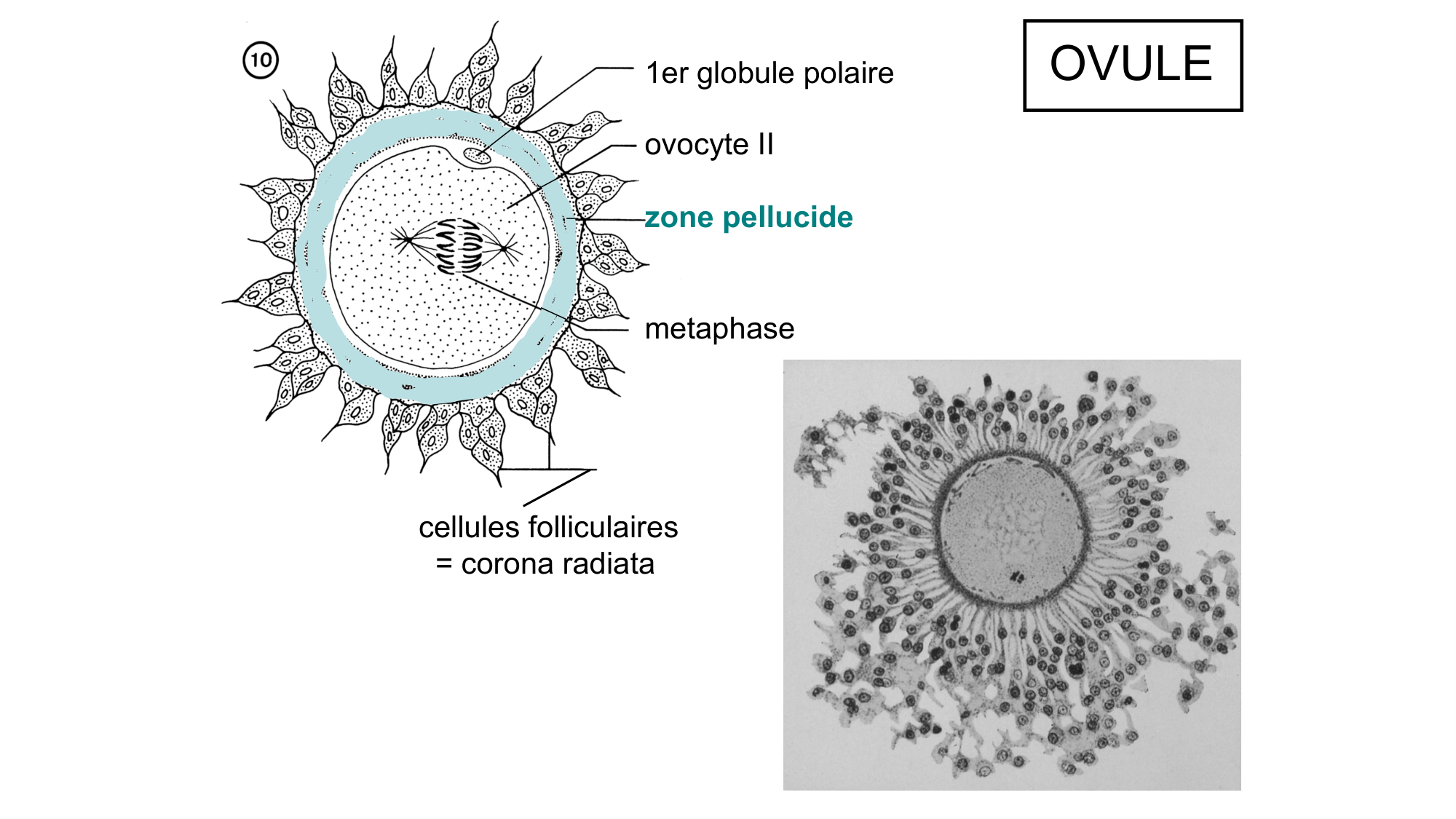 Gamétogenèse page 64