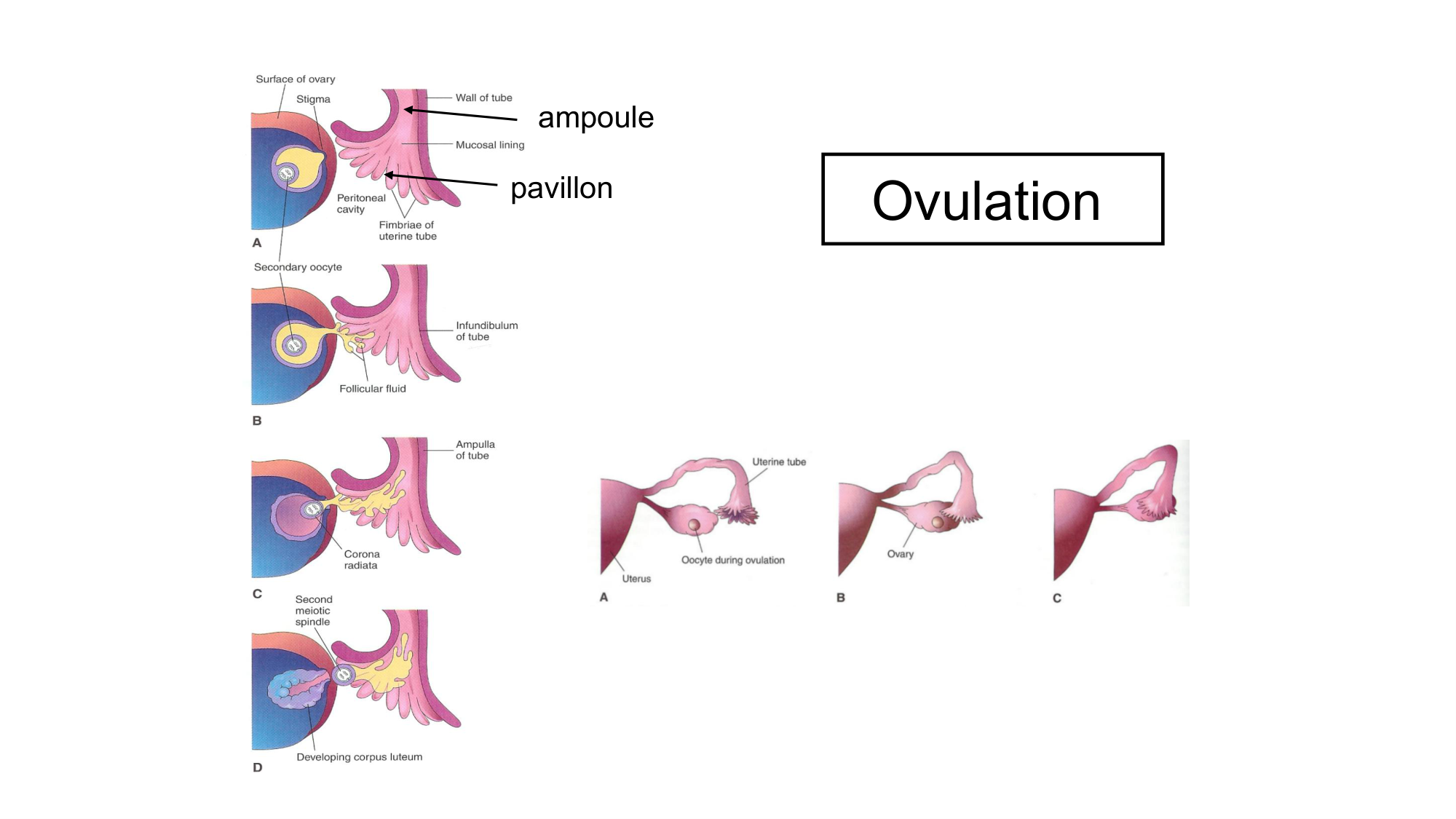 Gamétogenèse page 65