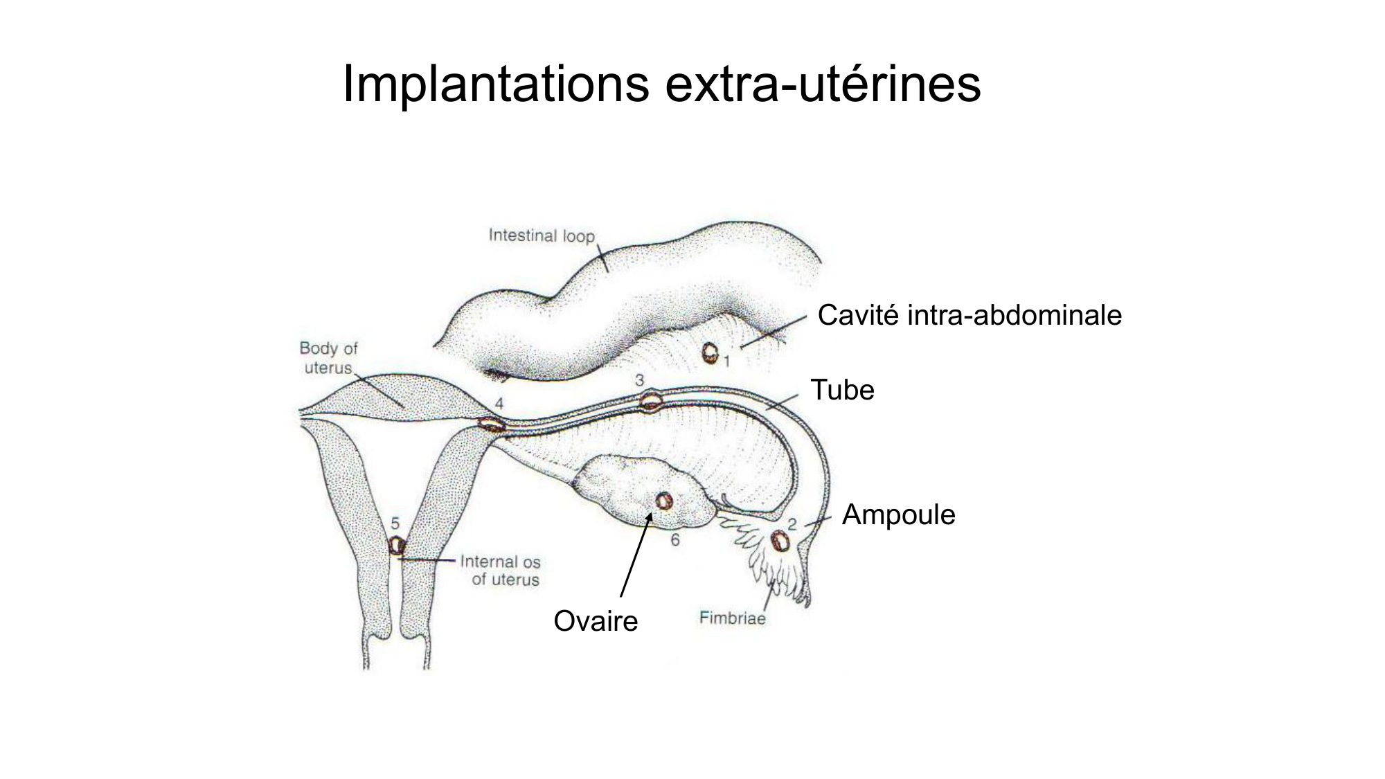 Gamétogenèse page 66