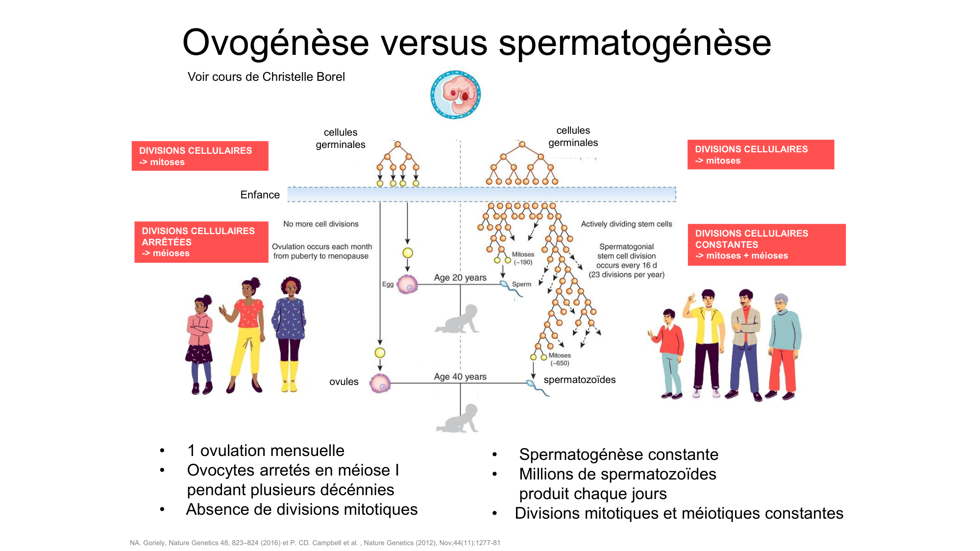 Gamétogenèse page 67