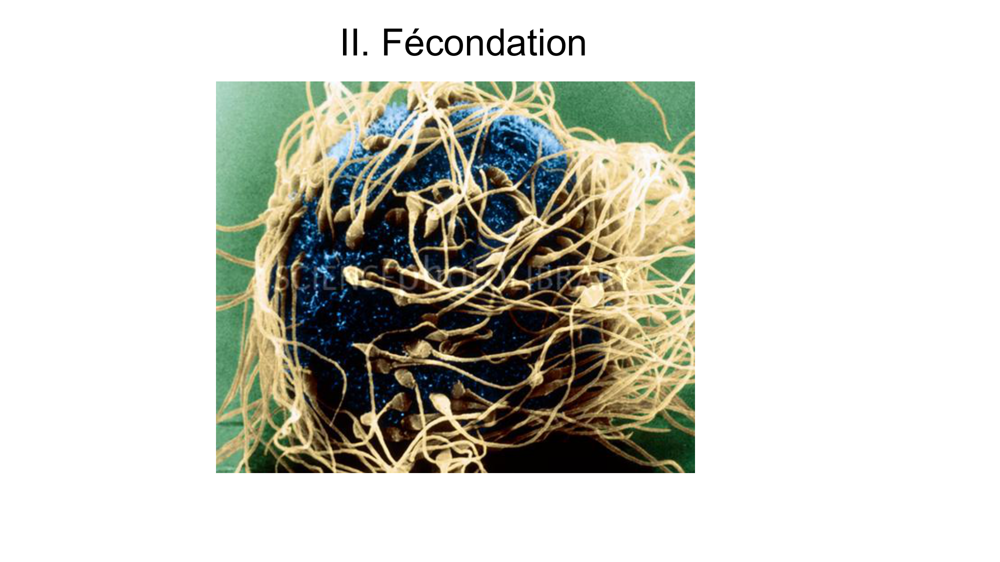 Gamétogenèse page 72