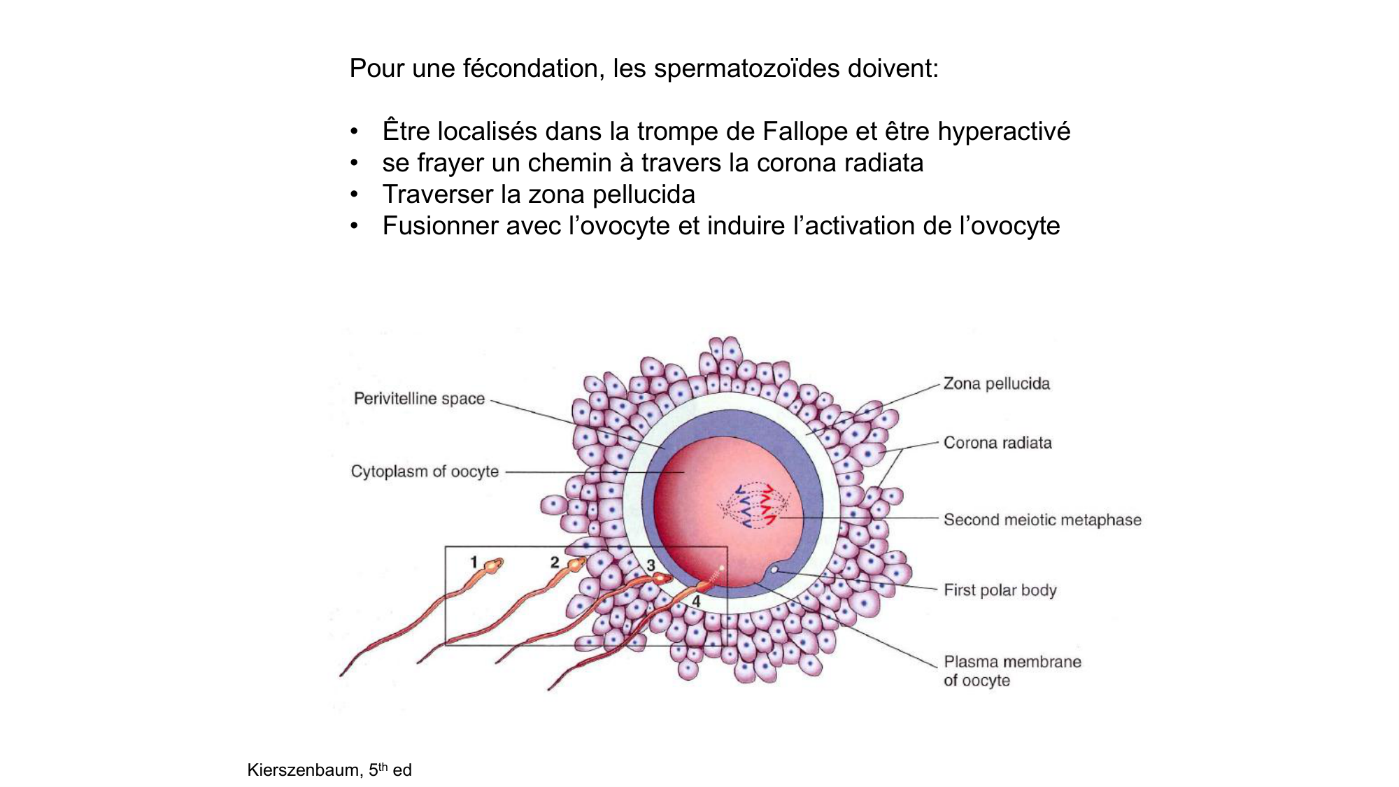 Gamétogenèse page 73