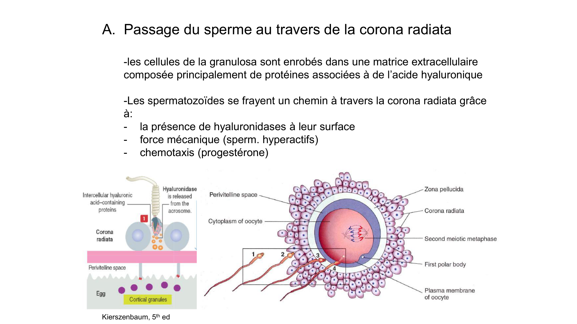 Gamétogenèse page 74