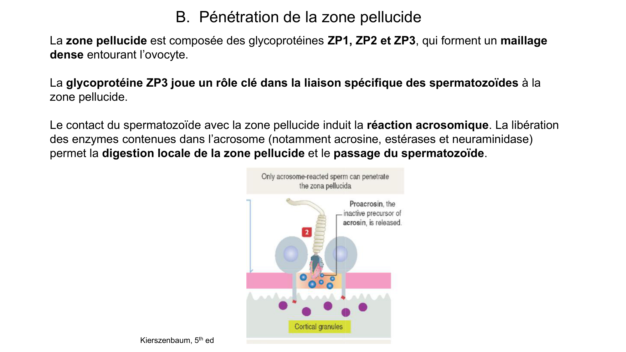 Gamétogenèse page 76