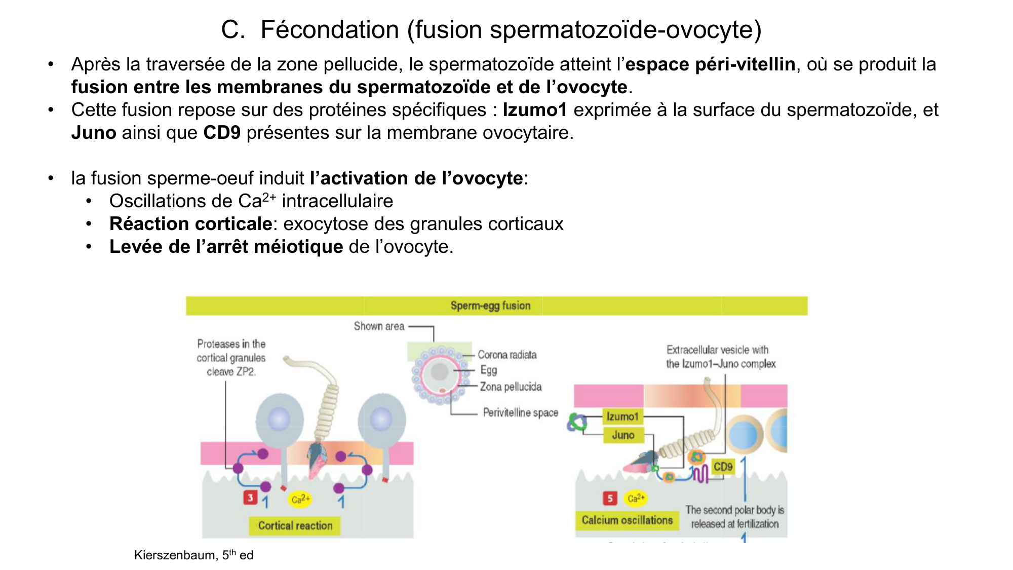 Gamétogenèse page 77