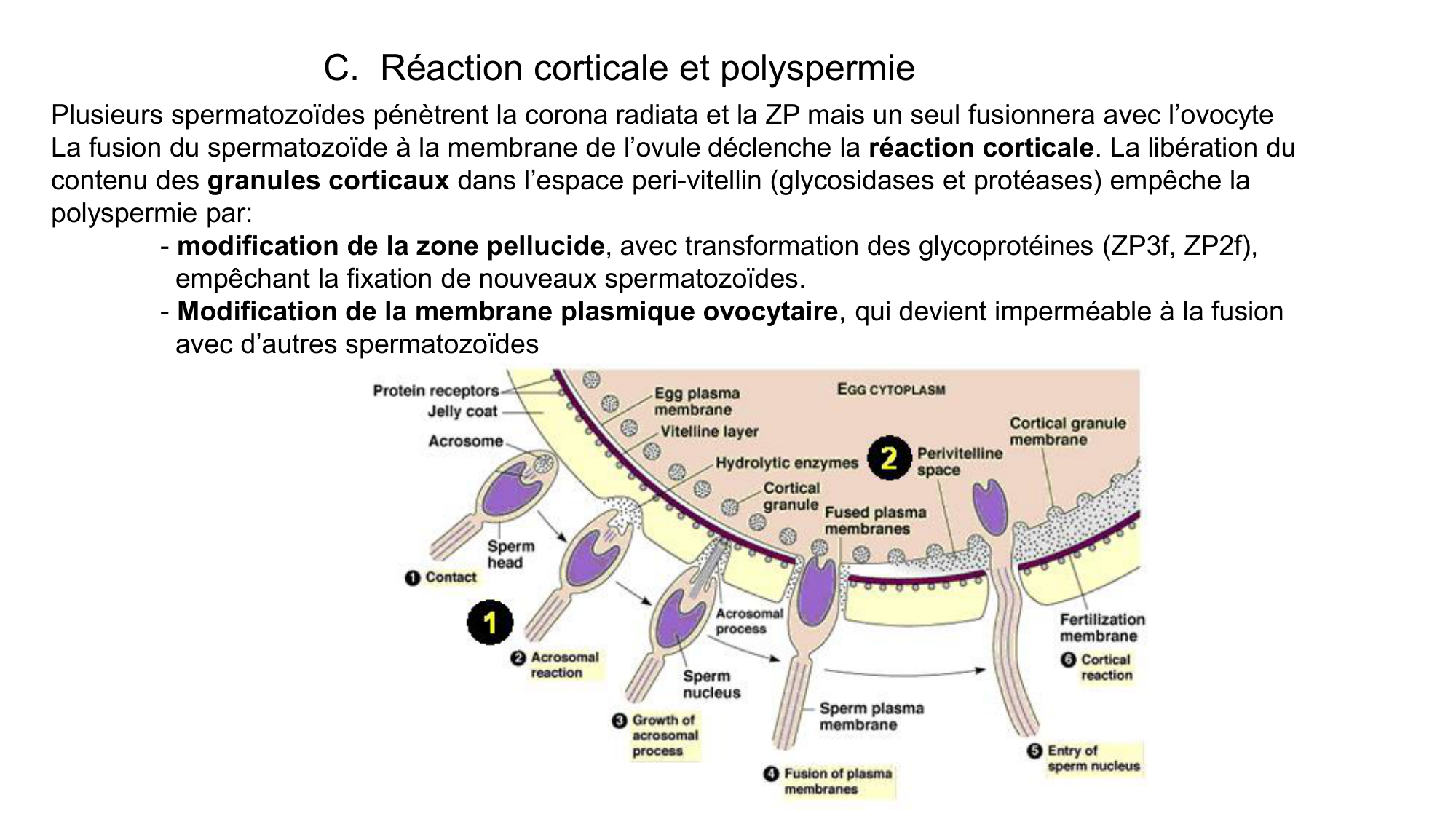 Gamétogenèse page 78