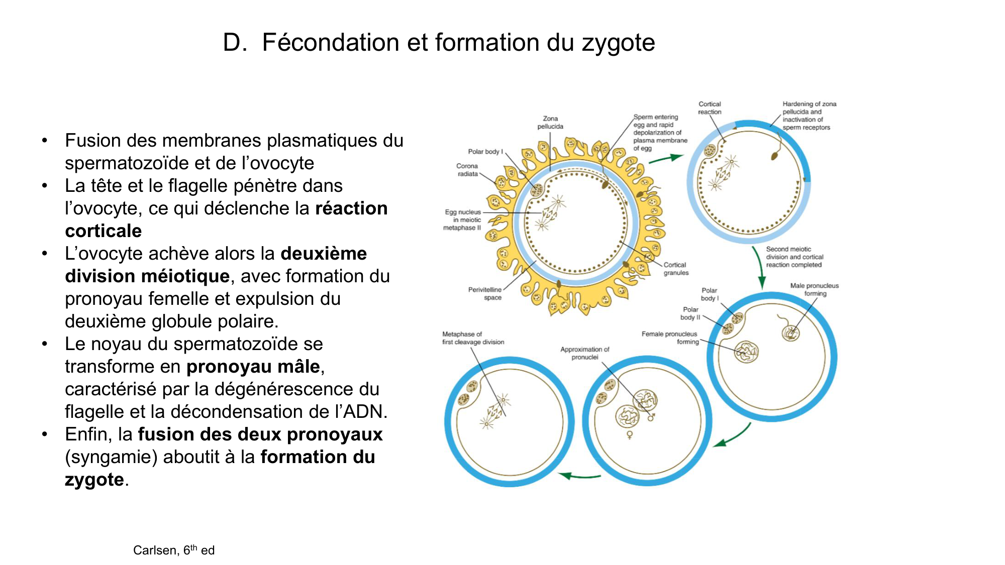 Gamétogenèse page 79