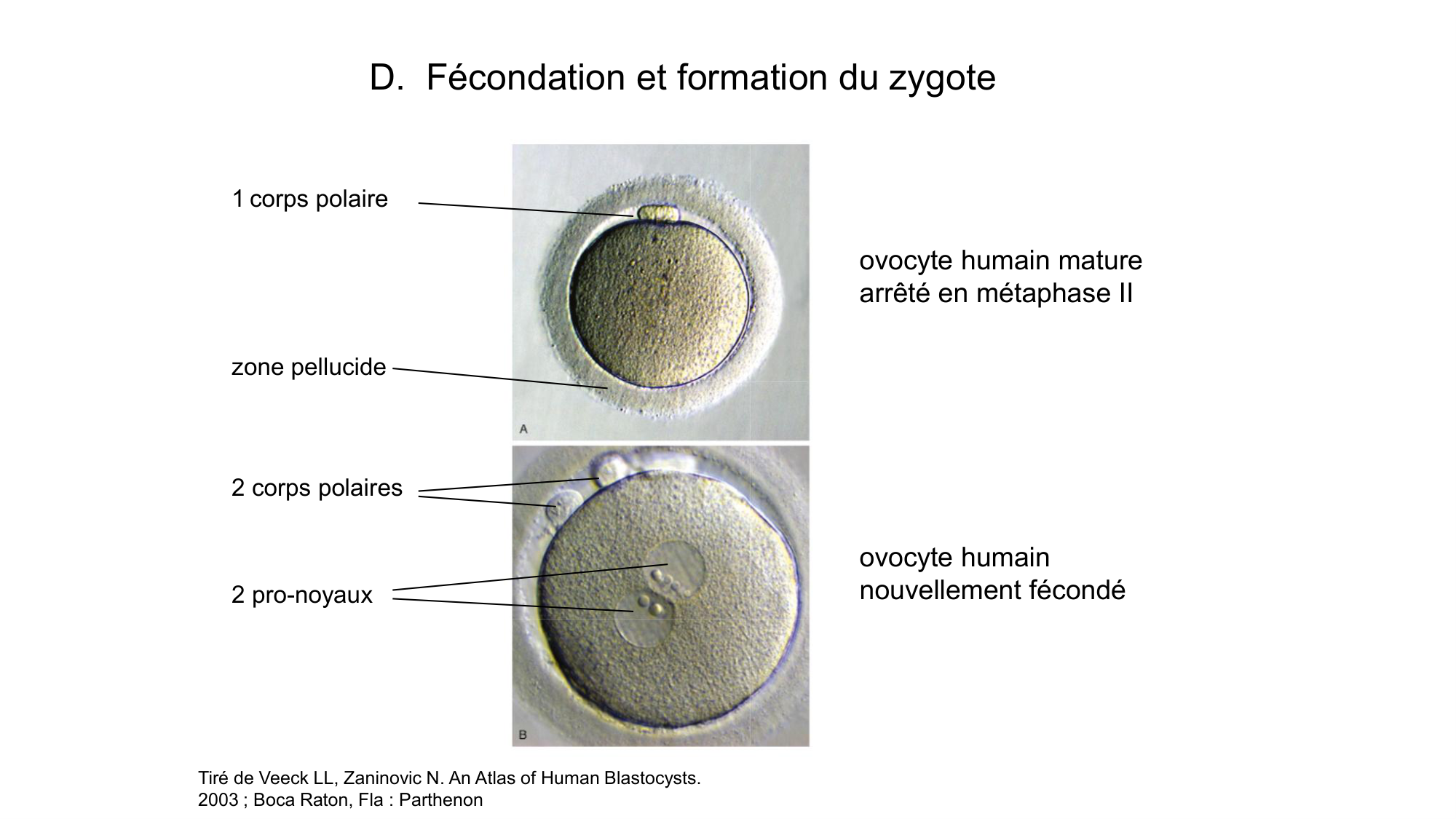 Gamétogenèse page 80