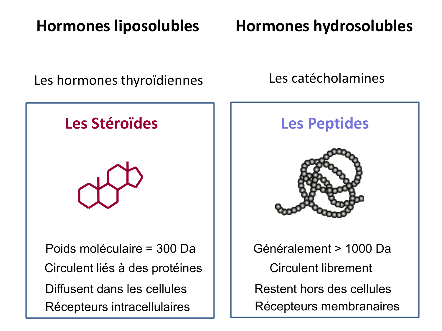 Hormones sexuelles page 3