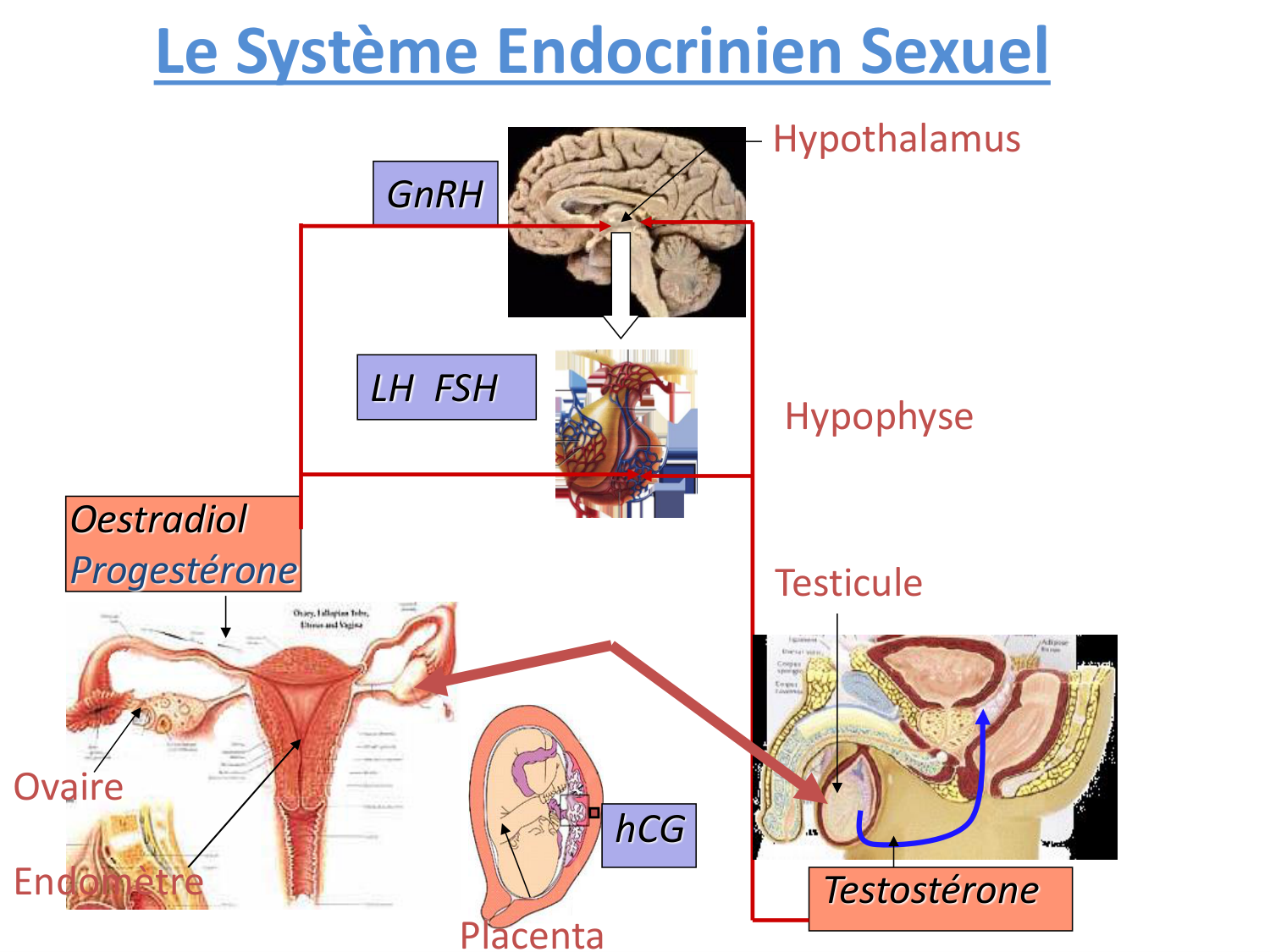 Hormones sexuelles page 5