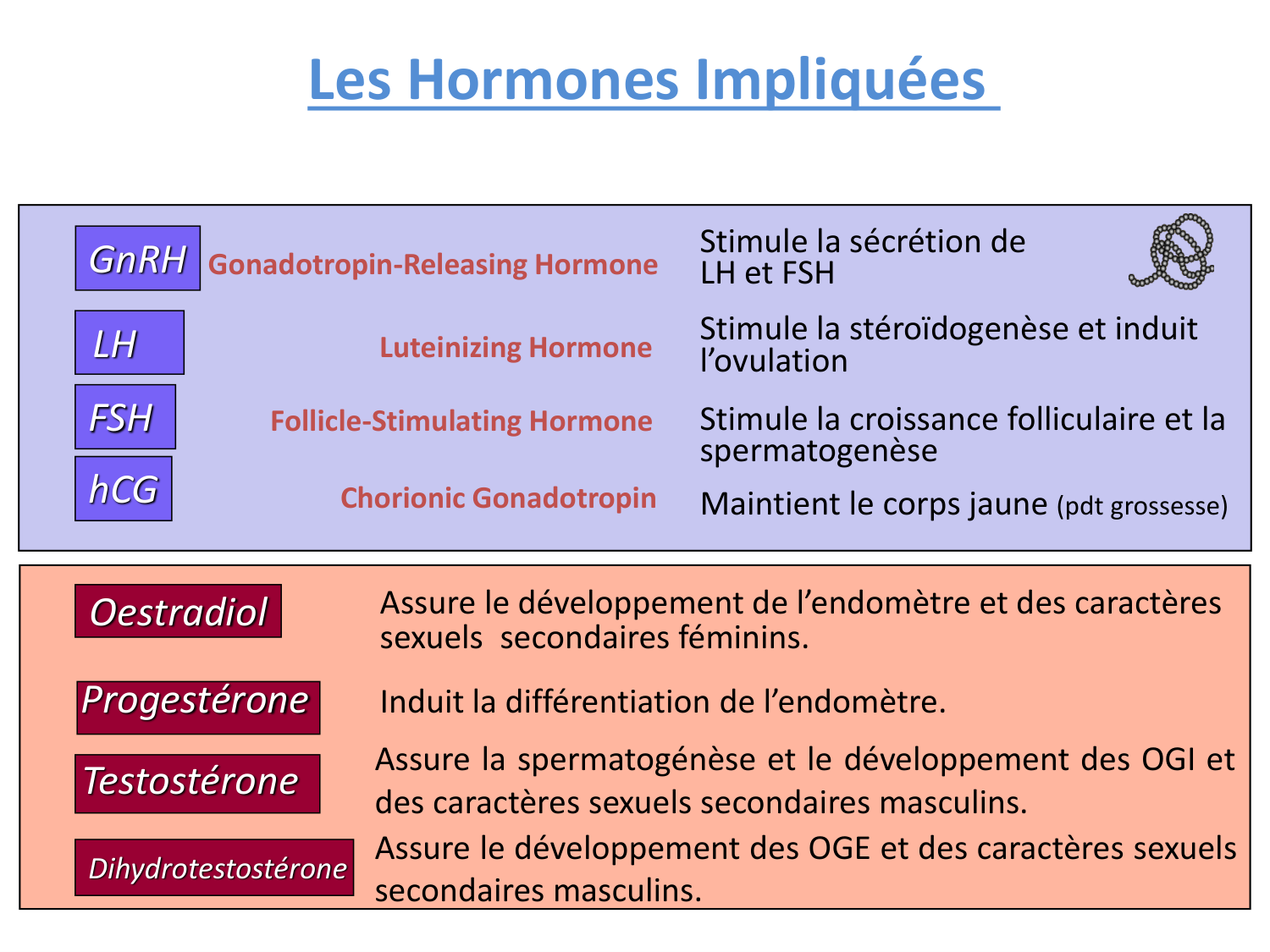 Hormones sexuelles page 6