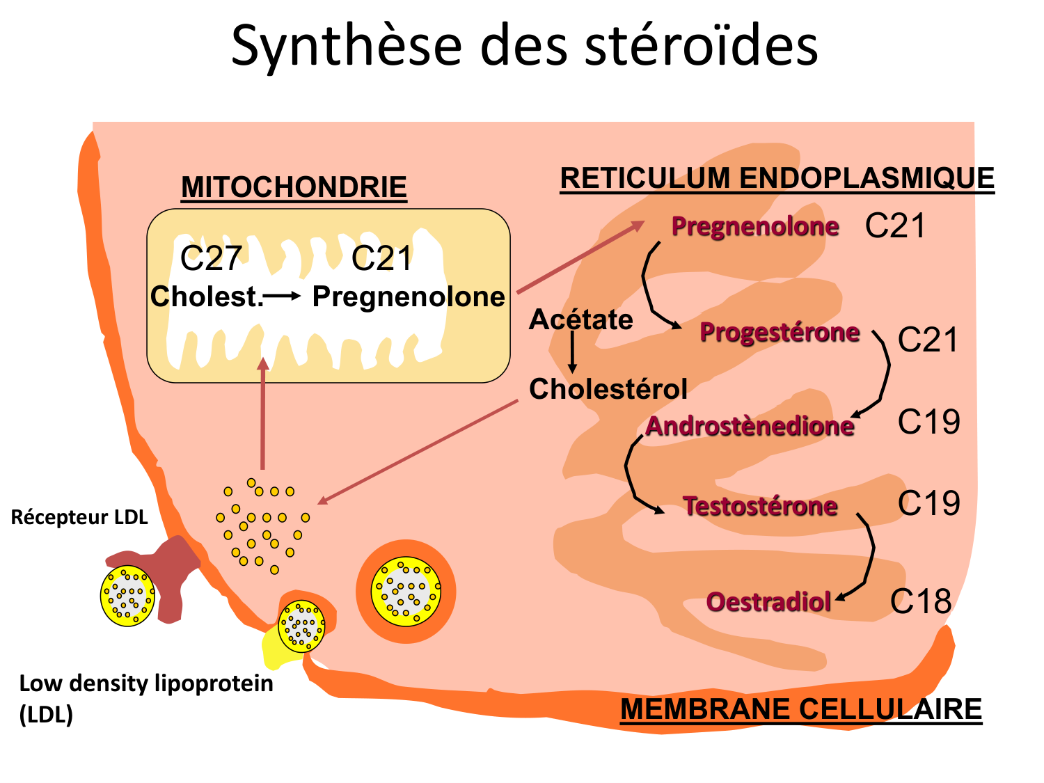 Hormones sexuelles page 9