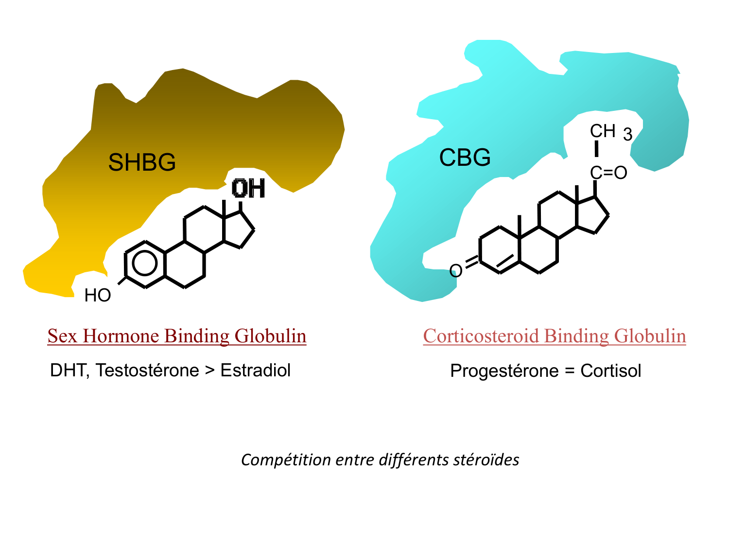 Hormones sexuelles page 11