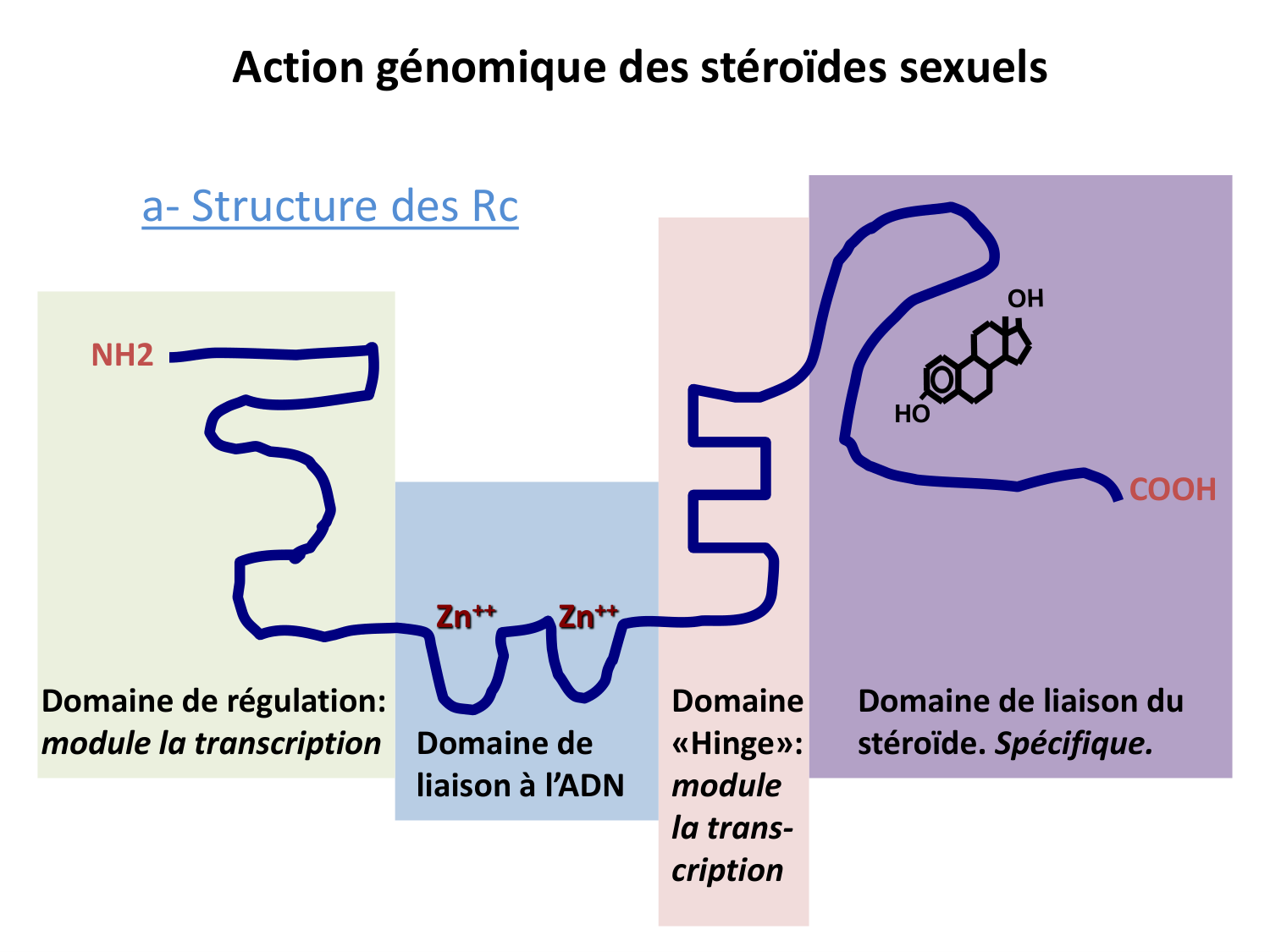 Hormones sexuelles page 14
