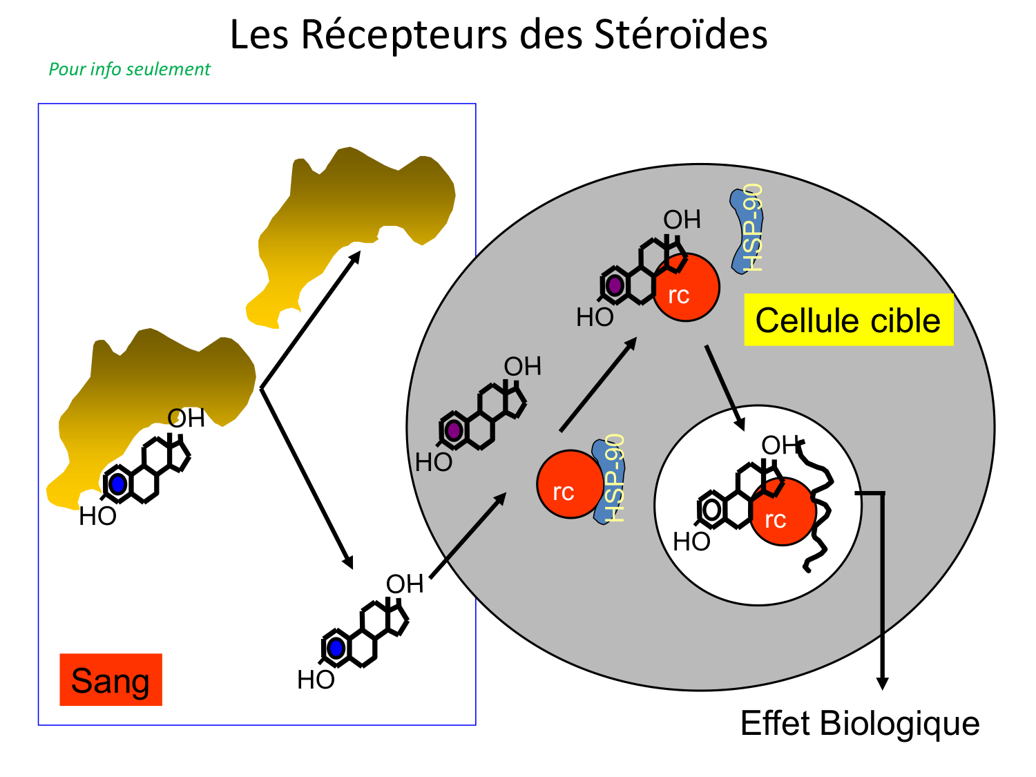 Hormones sexuelles page 16