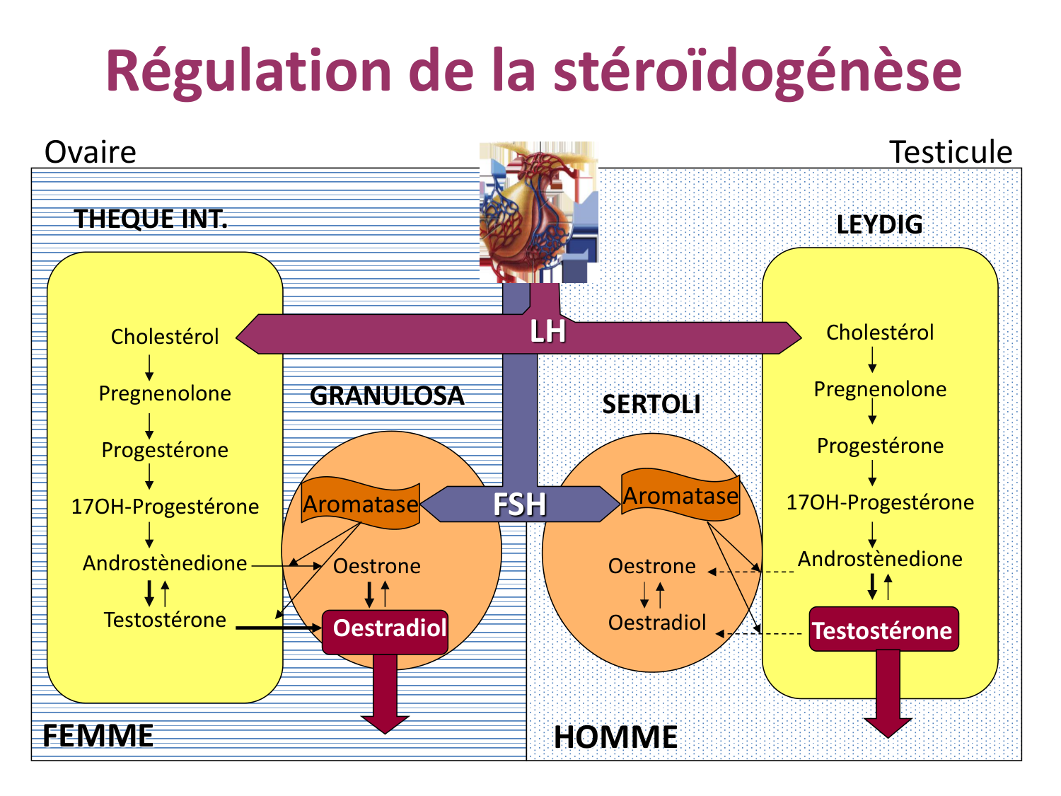 Hormones sexuelles page 19