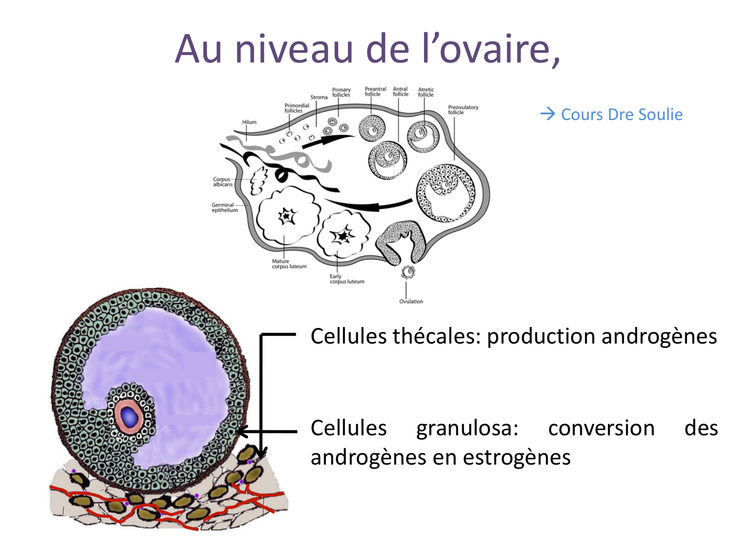 Hormones sexuelles page 20