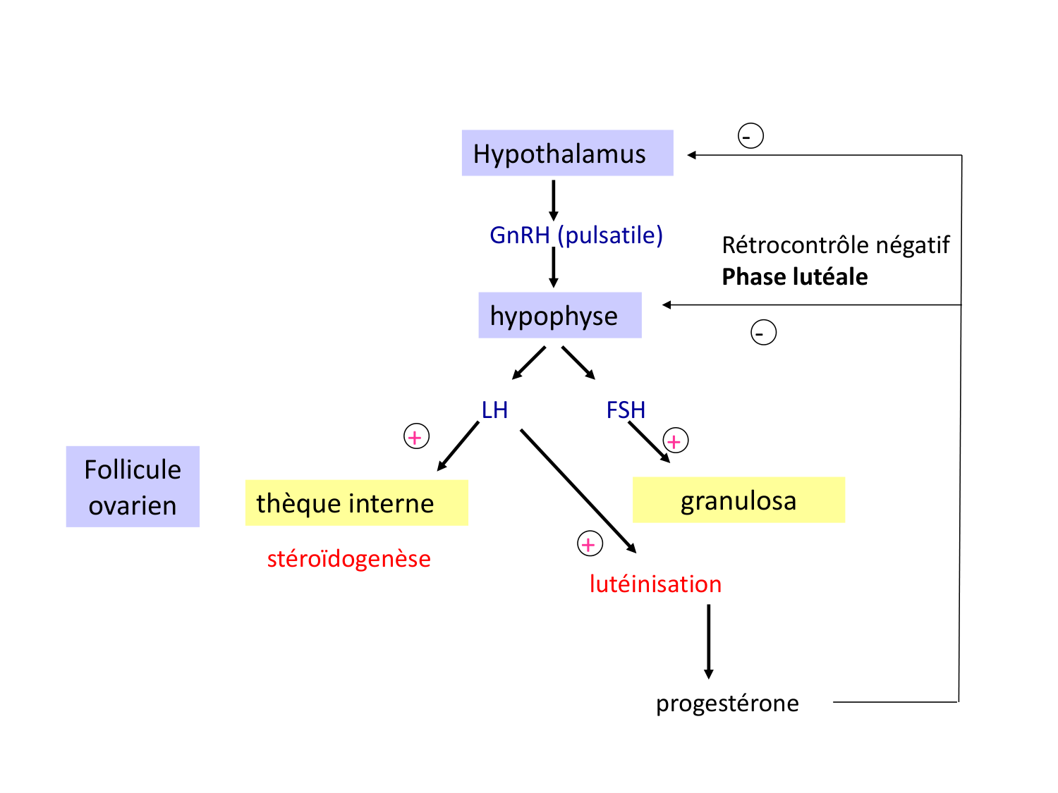 Hormones sexuelles page 26