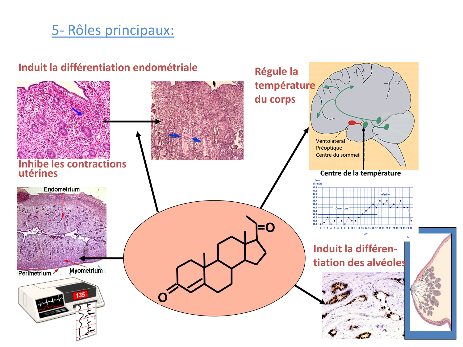 Hormones sexuelles page 27