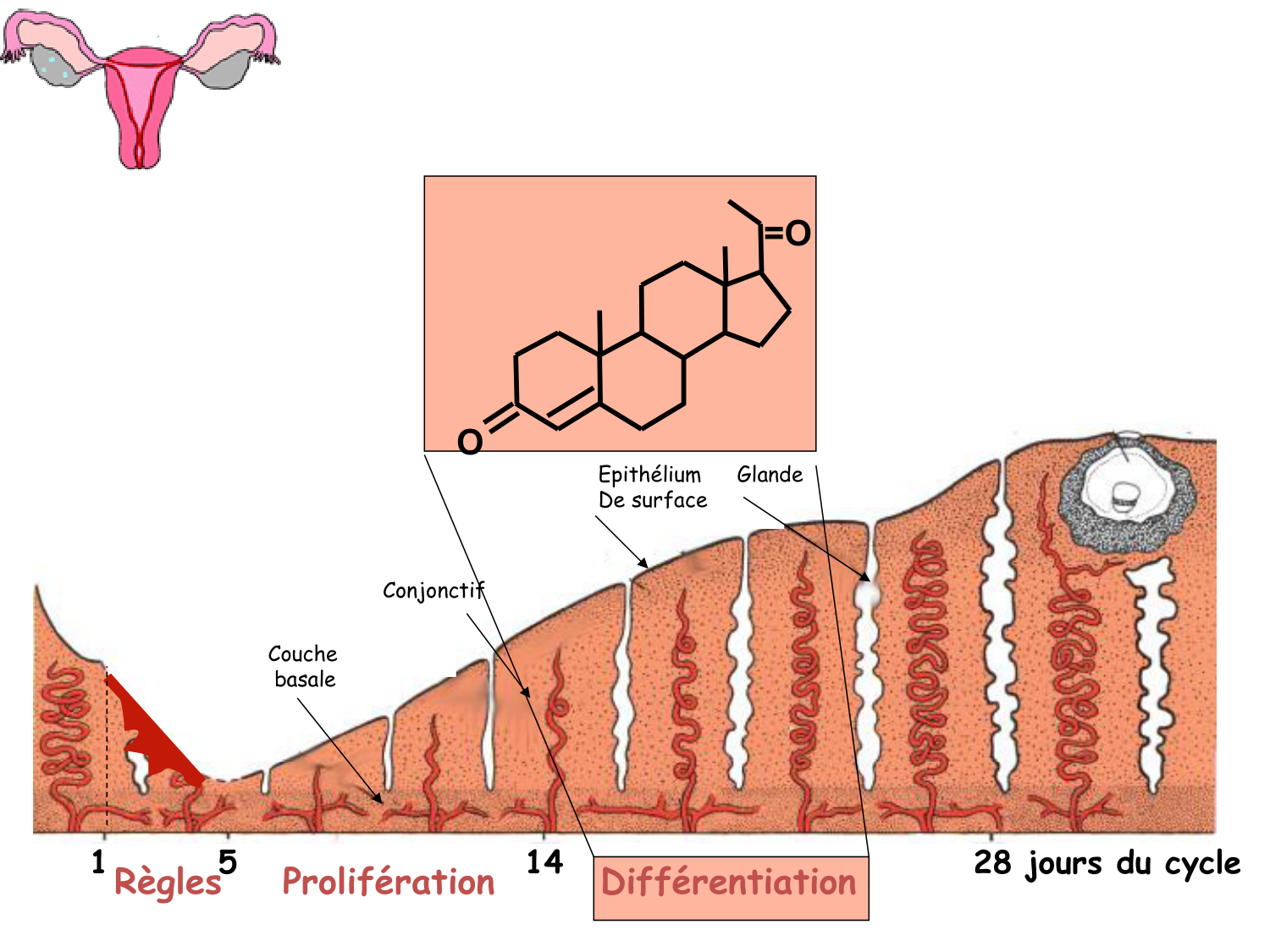 Hormones sexuelles page 29