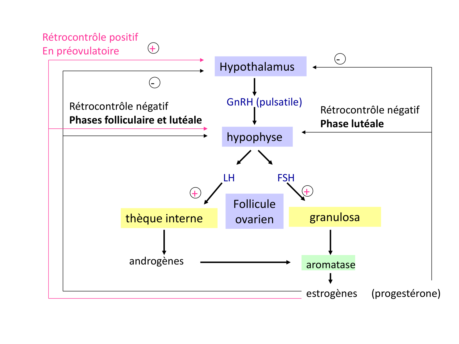 Hormones sexuelles page 33