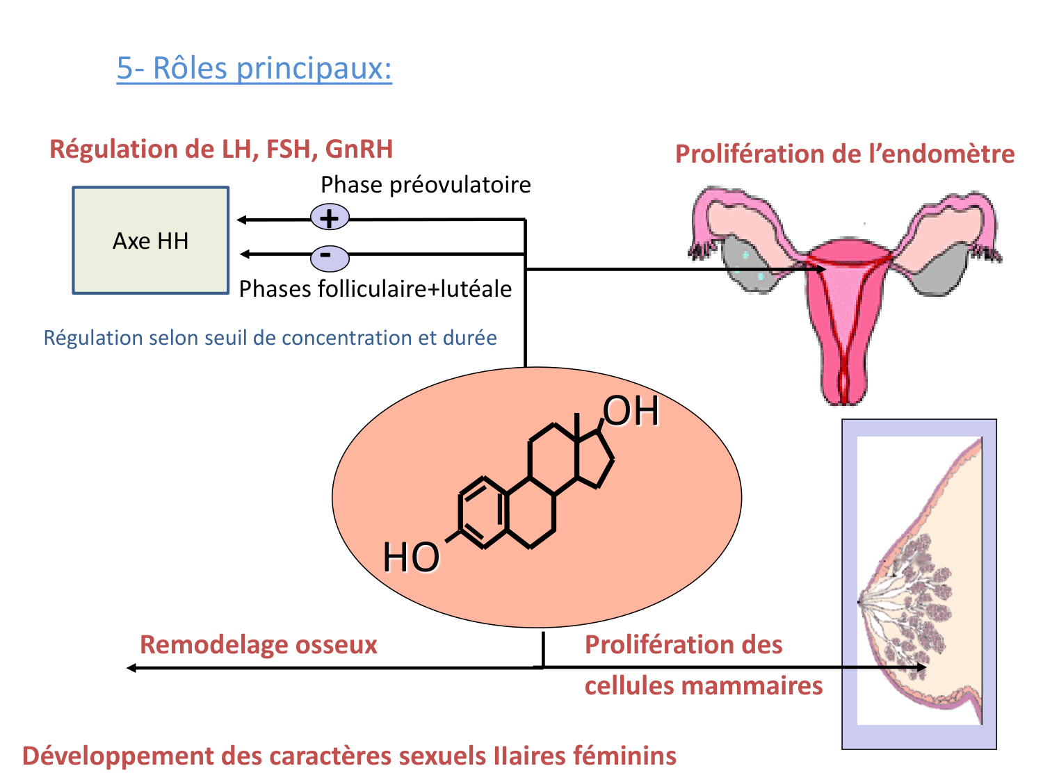 Hormones sexuelles page 35
