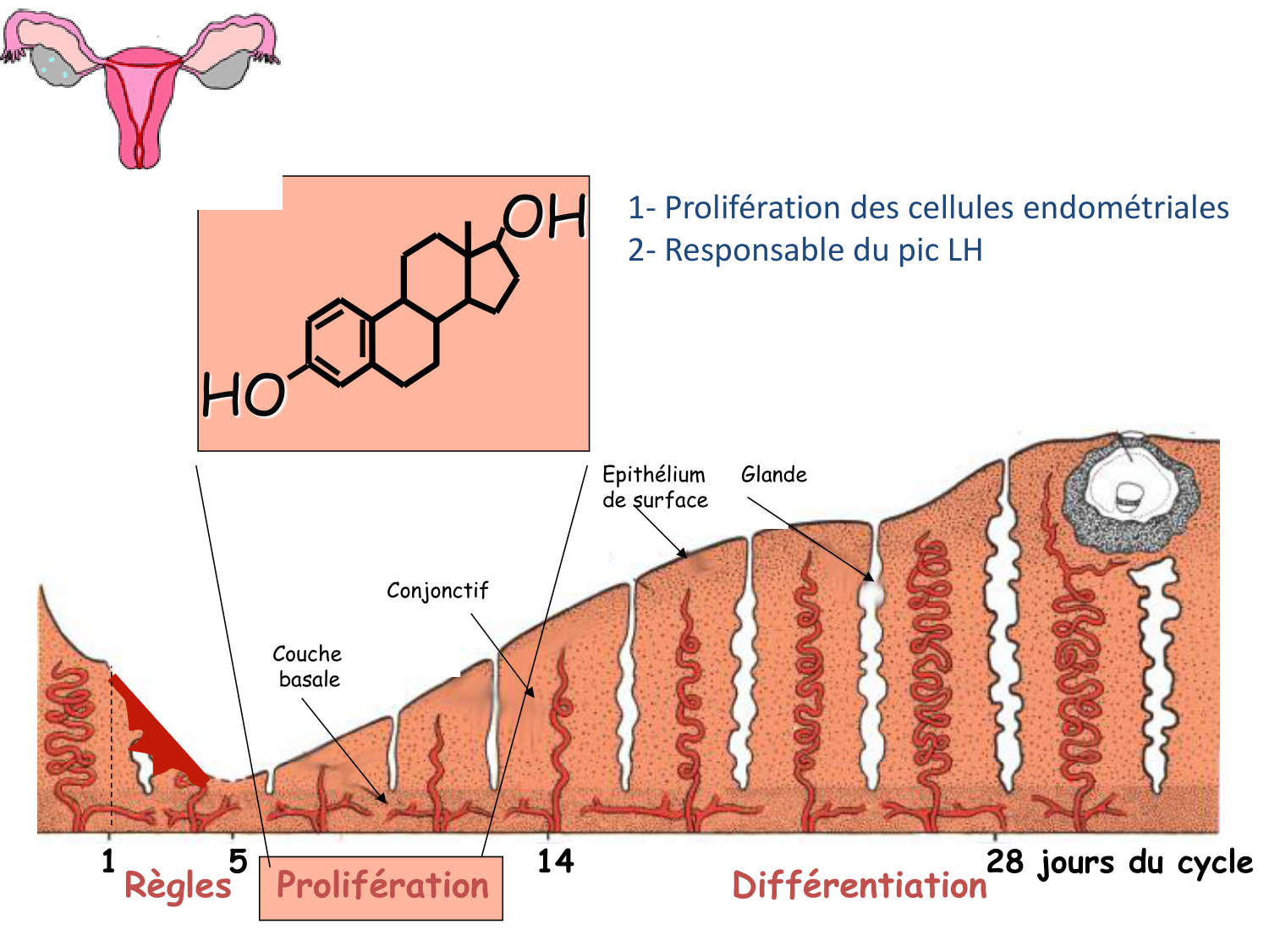 Hormones sexuelles page 37