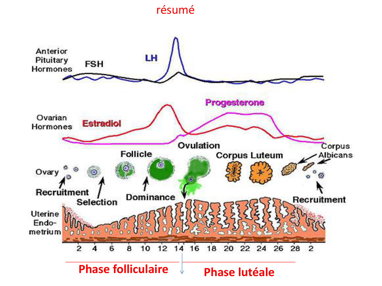 Hormones sexuelles page 40