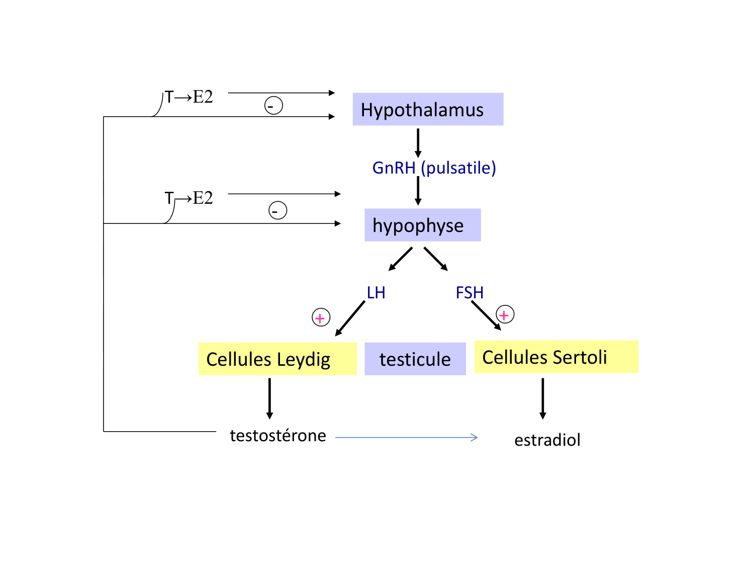 Hormones sexuelles page 44