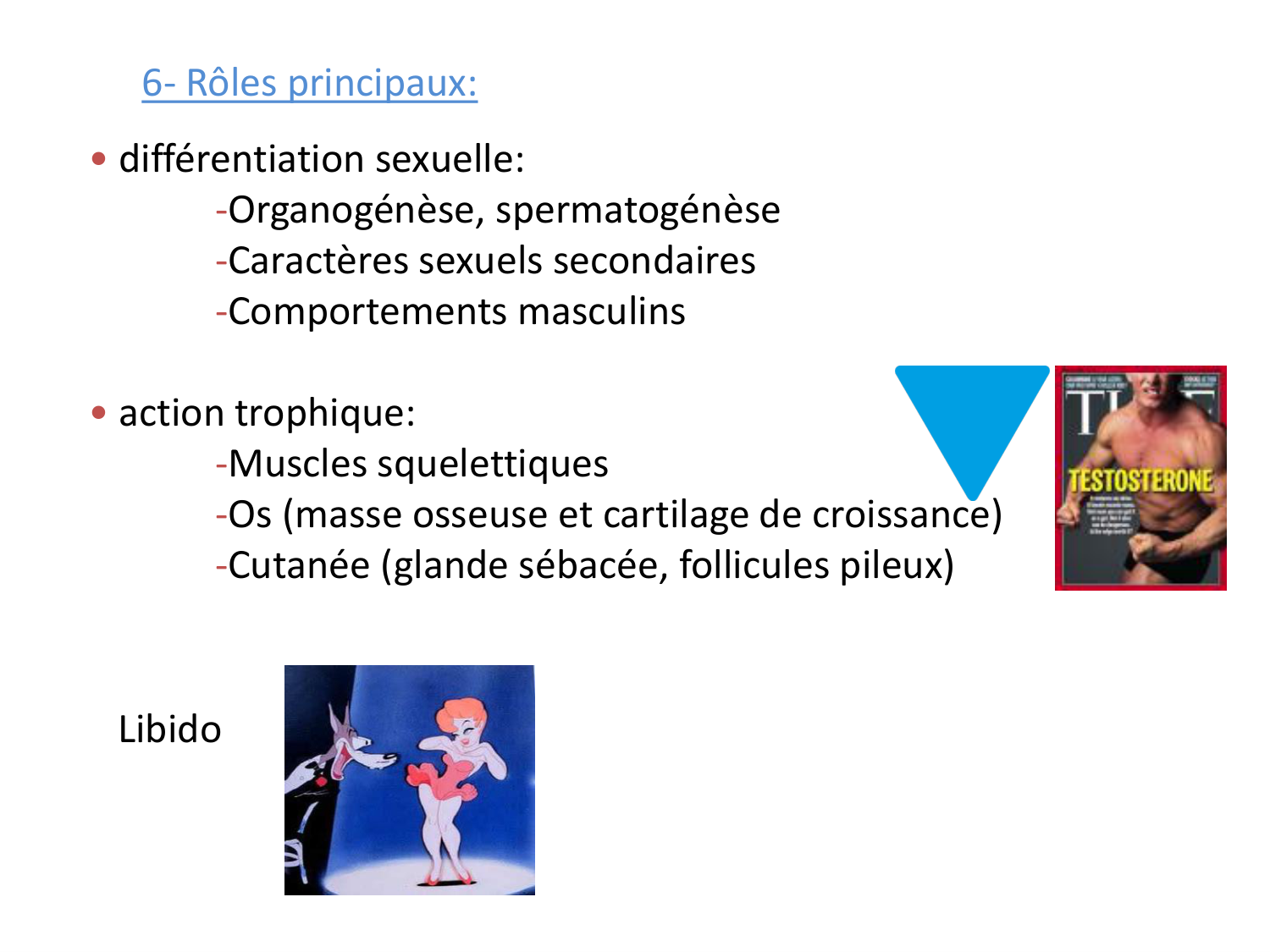 Hormones sexuelles page 45