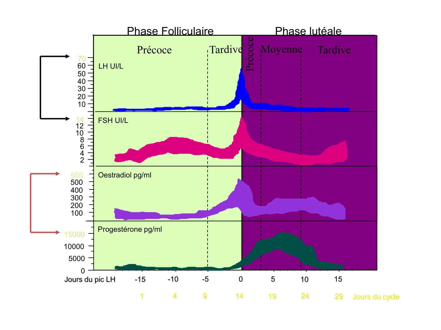 Hormones sexuelles page 67