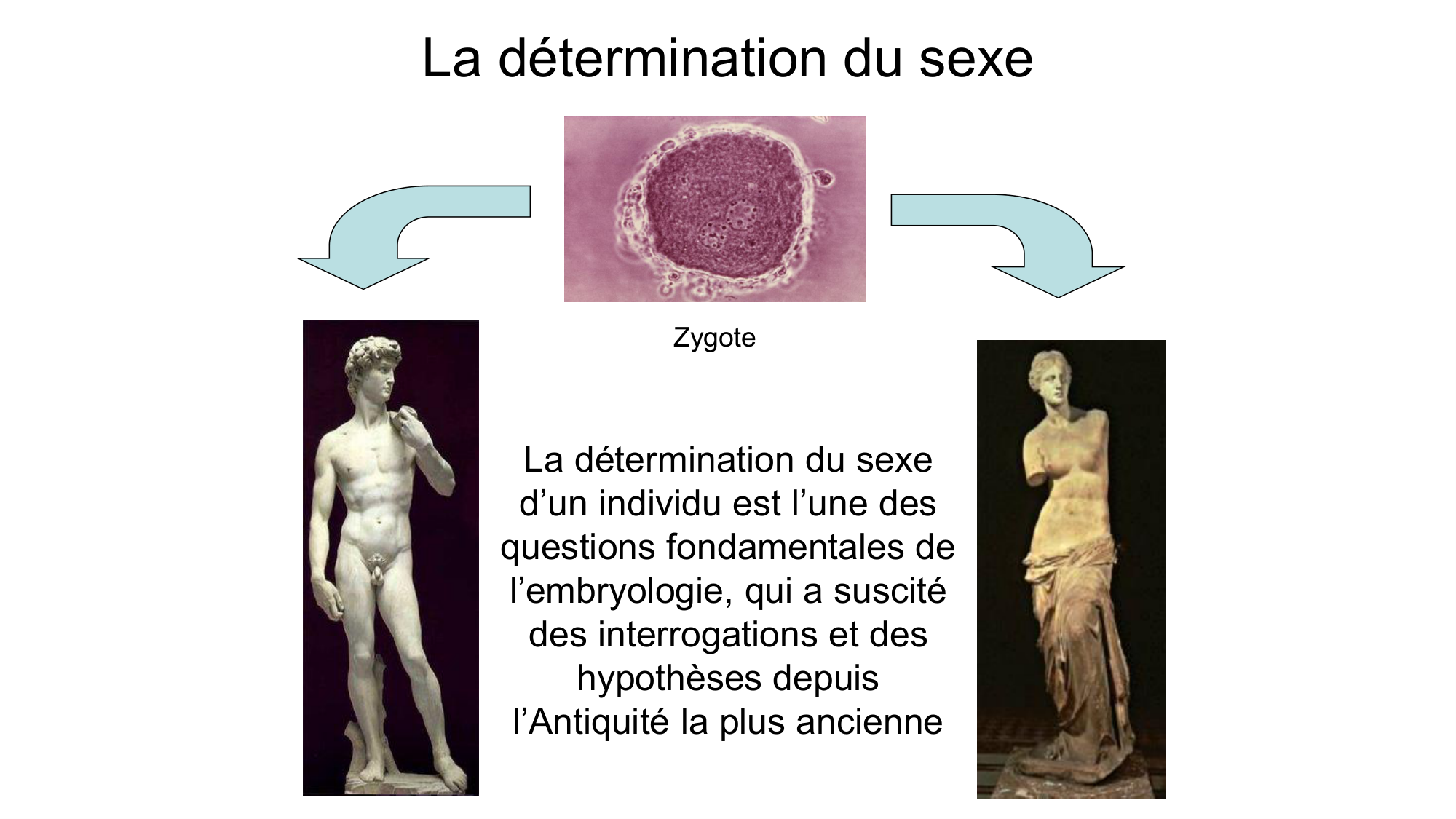 Développement sexuel page 2