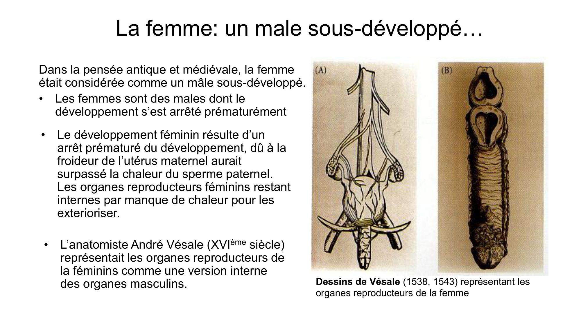 Développement sexuel page 5