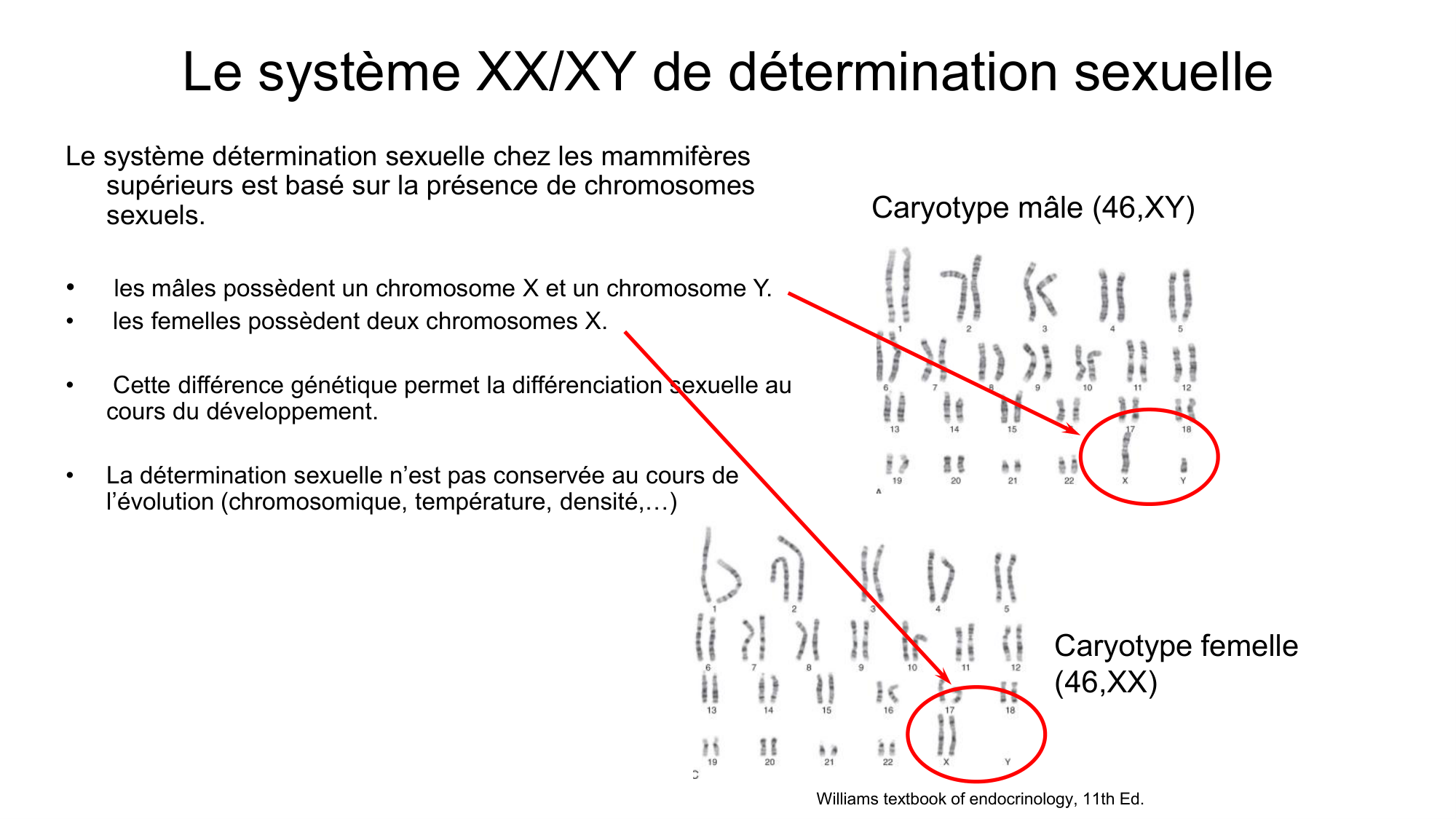 Développement sexuel page 10