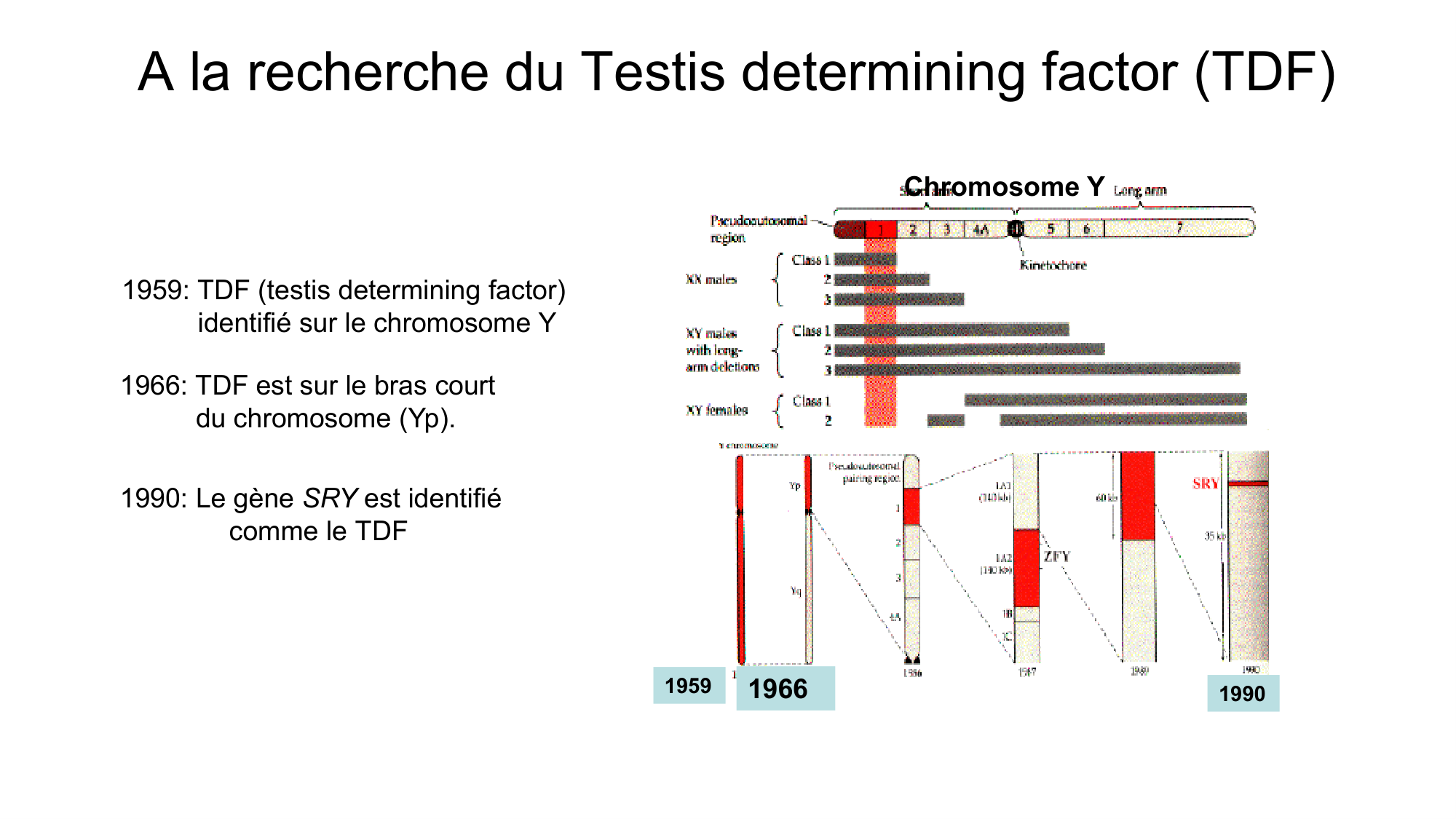 Développement sexuel page 11