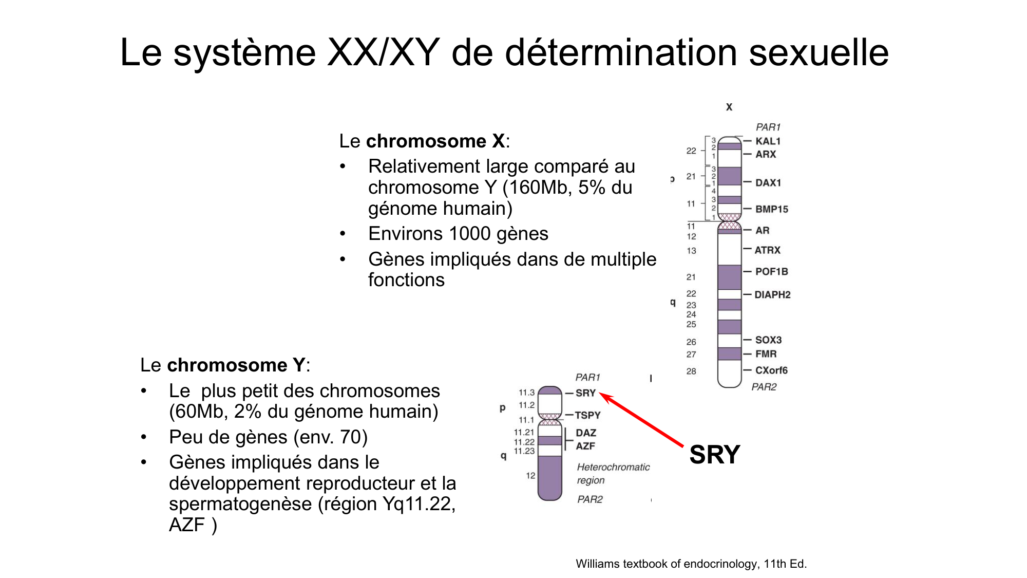 Développement sexuel page 12