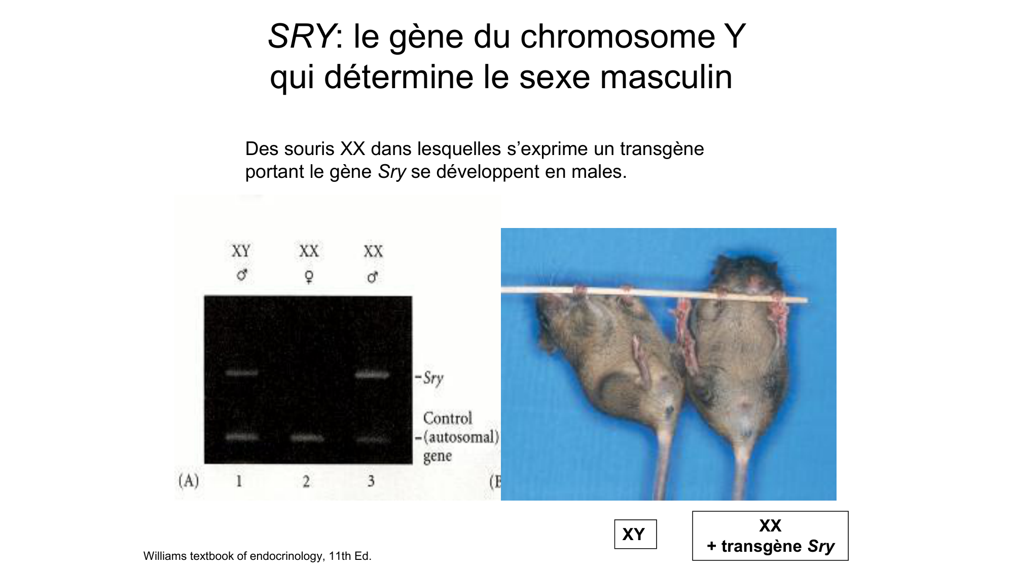 Développement sexuel page 13